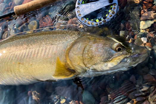 Bull trout and fly rod