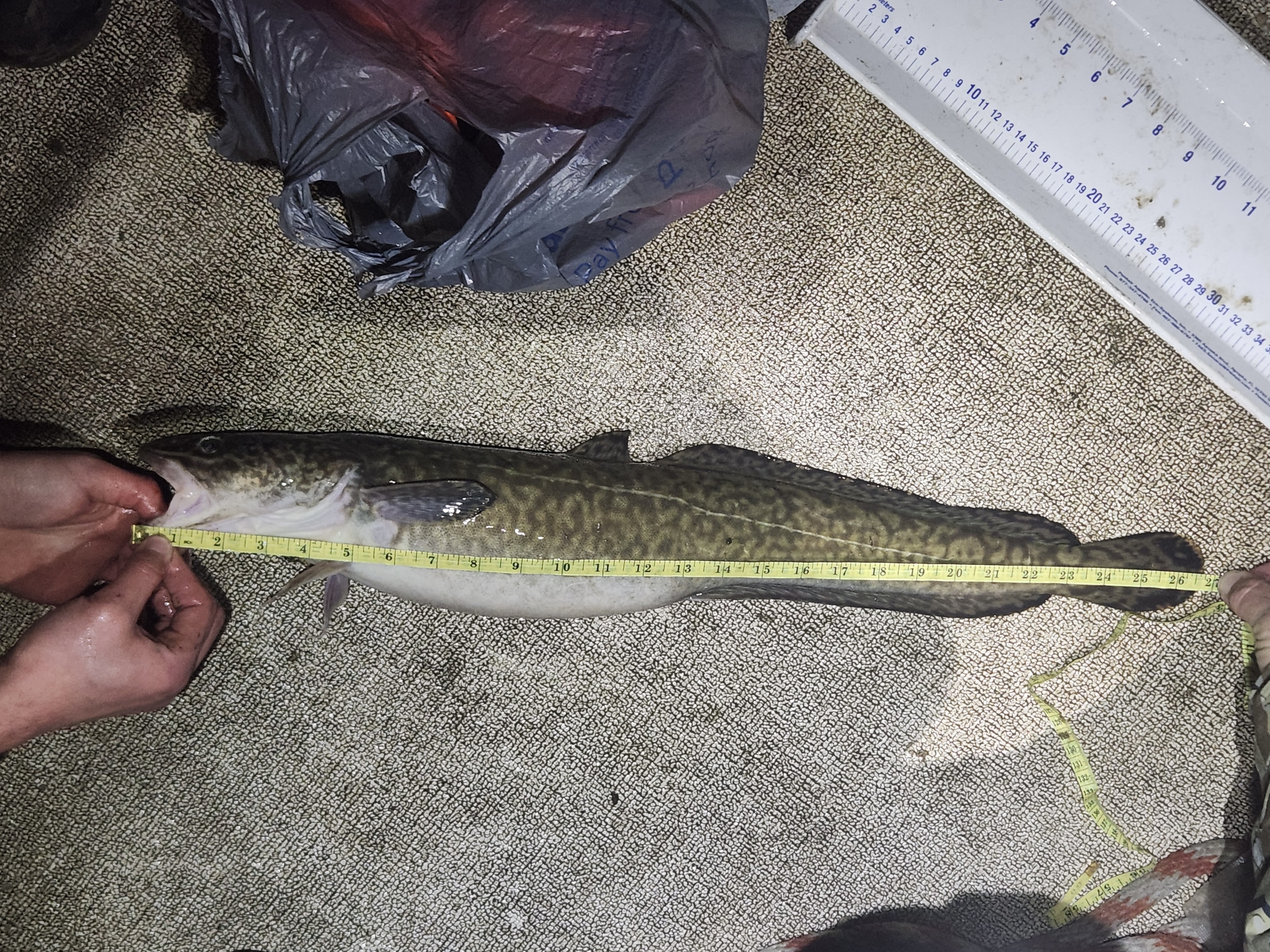 Caleb Wilson record burbot Kootenai River 2026