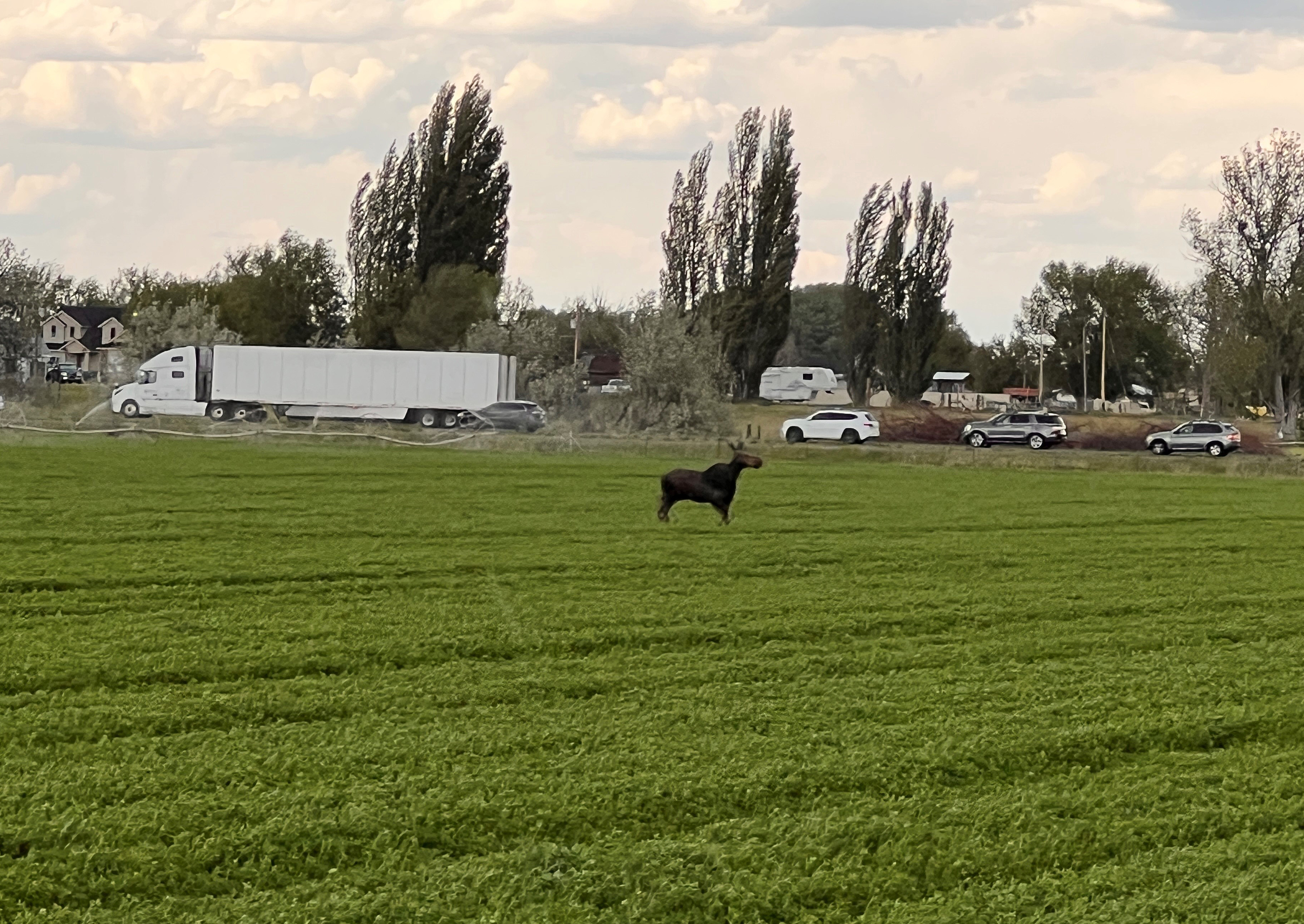 Yearling moose along Interstate 84 near Burley