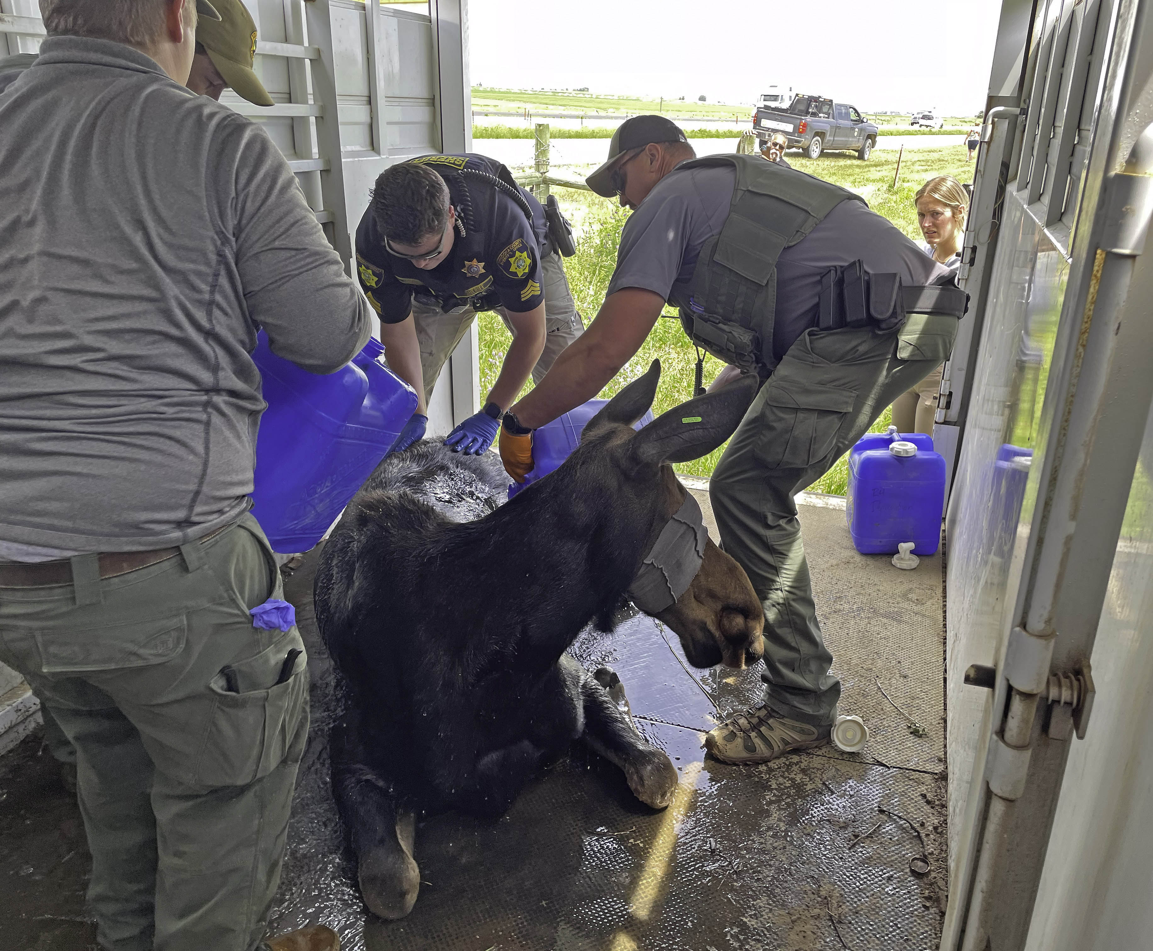A moose is readied for relocation after darting near Burley.