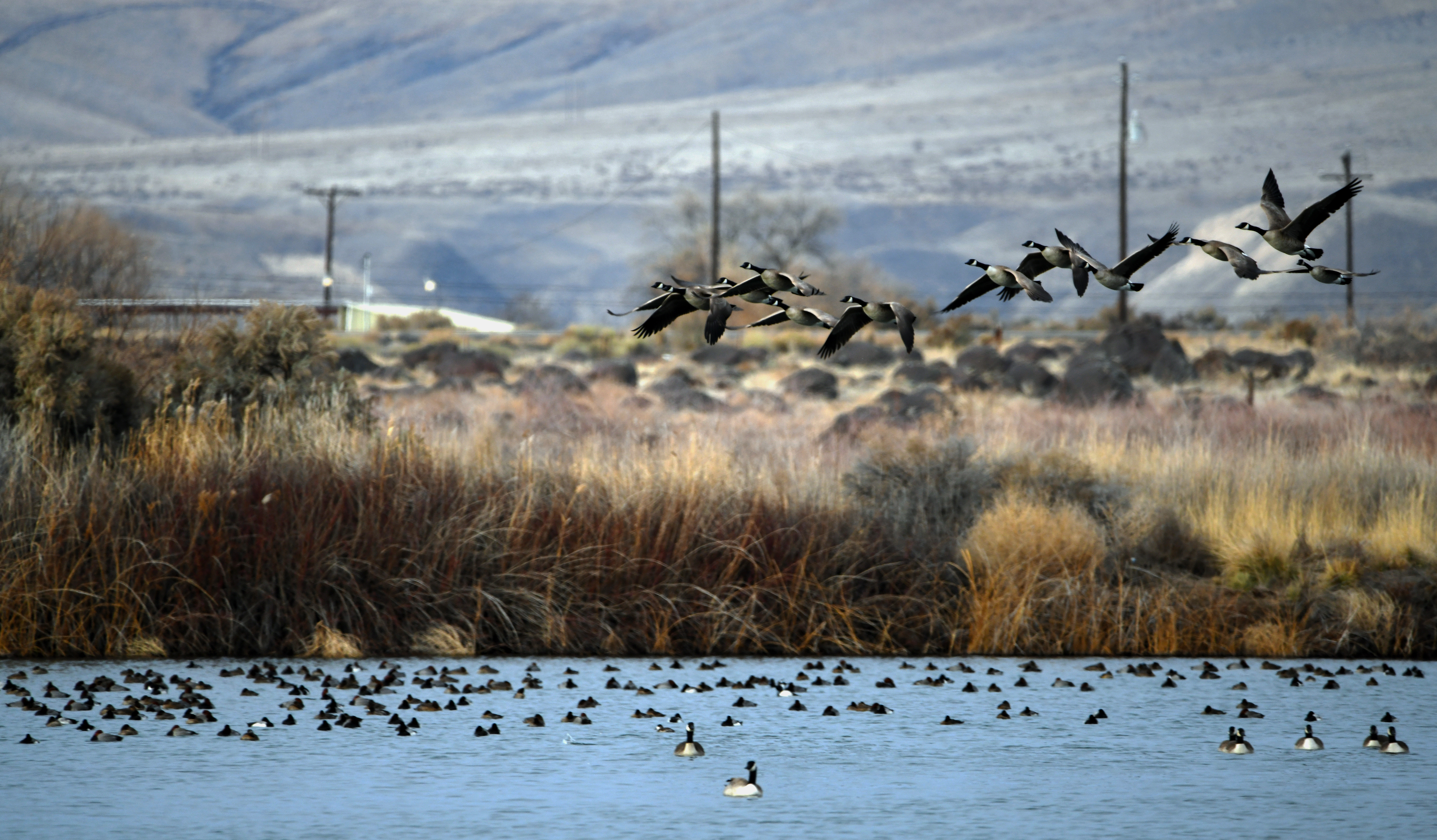 canada_geese_taking_off_from_riley_pond_hagerman_wma_january_2021.jpg