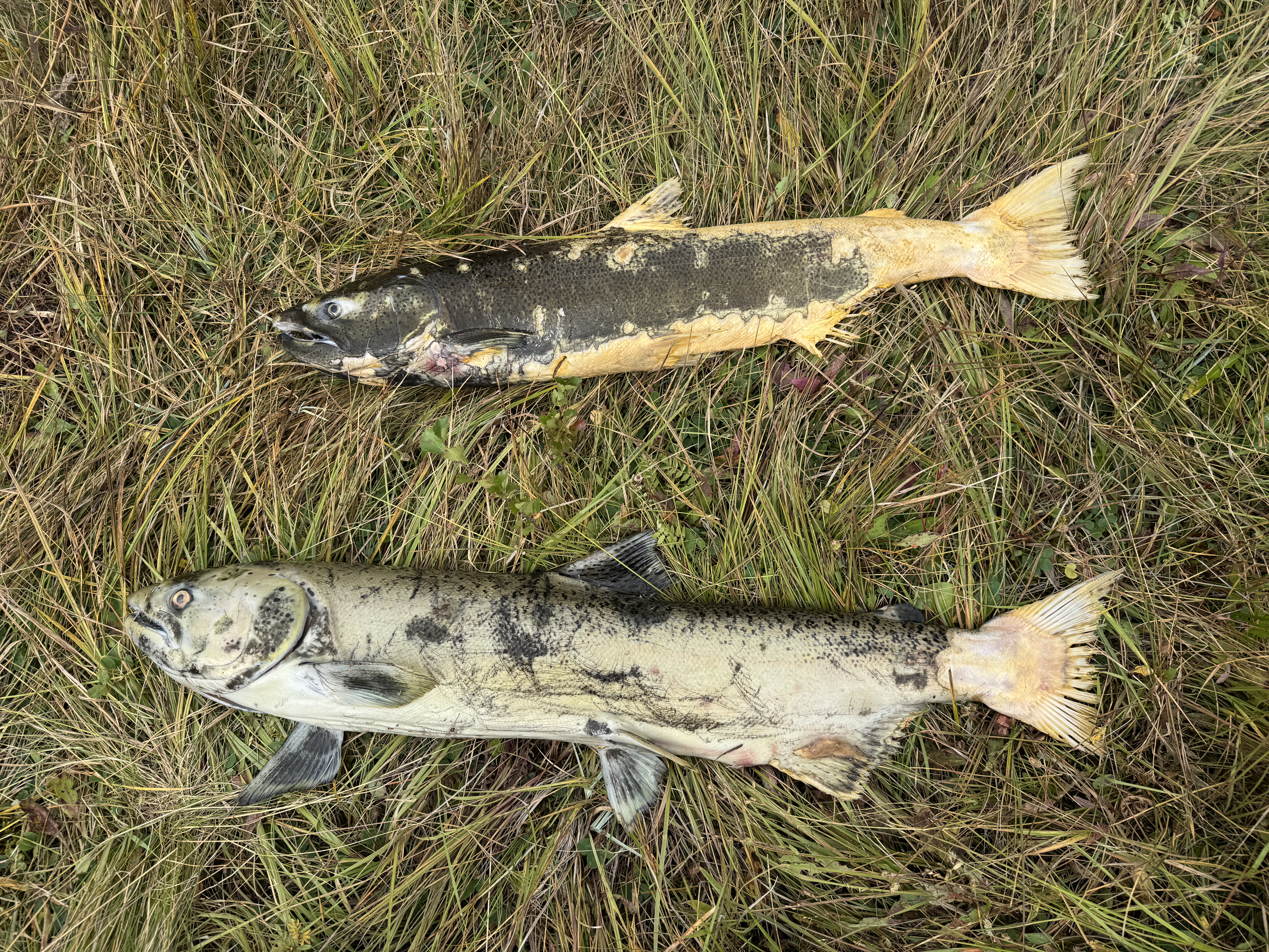 Chinook Salmon carcasses that were moved to the bank for sample collection.