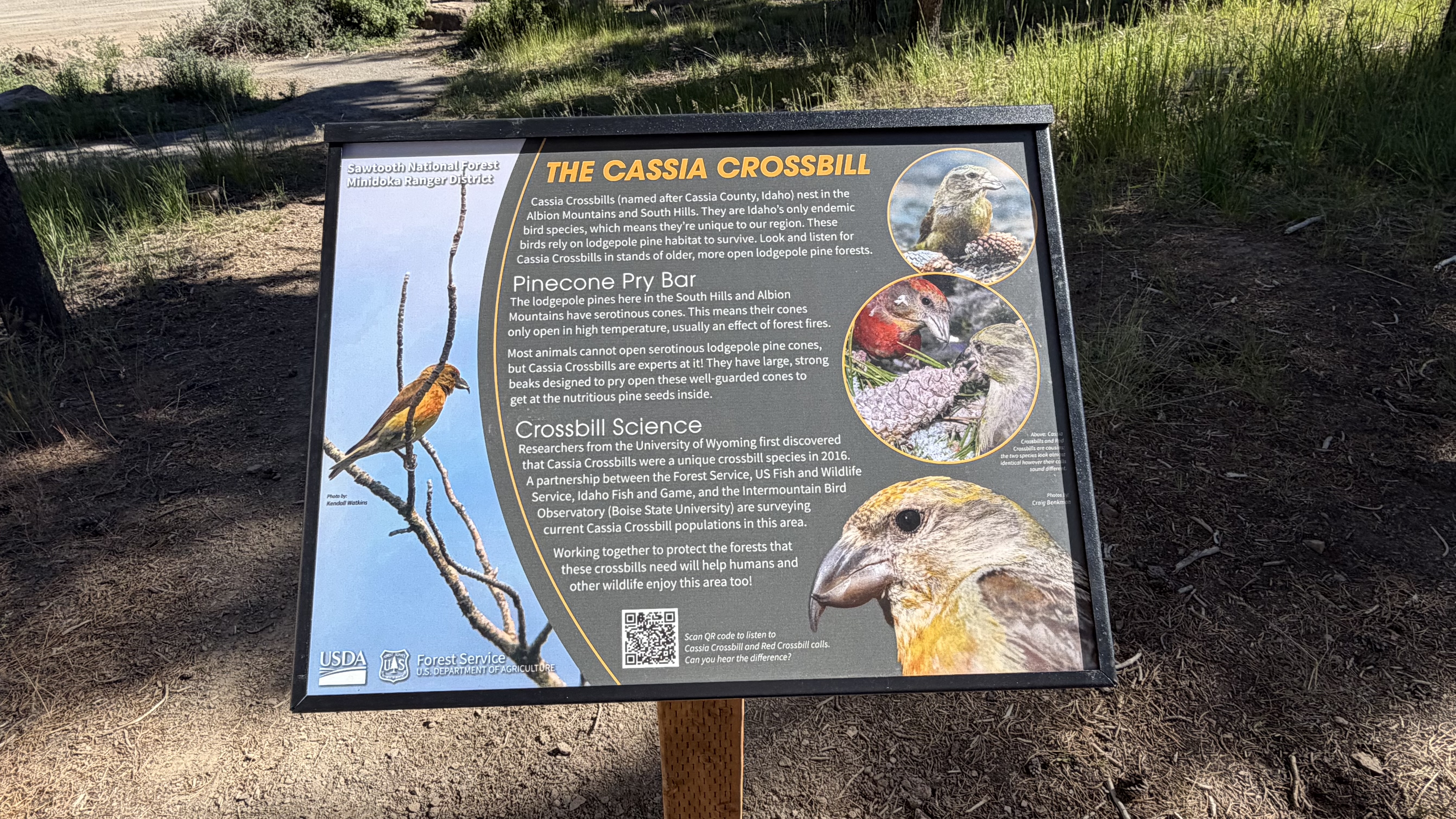 cassiacrossbill_sign