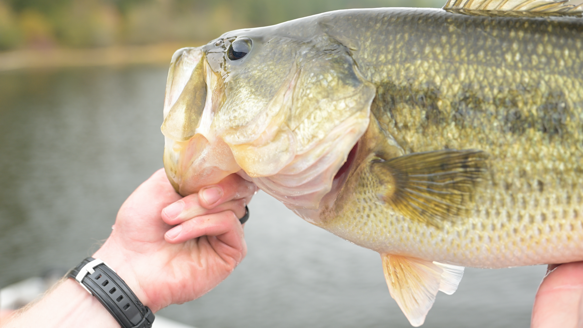 Largemouth bass from the Chain Lakes