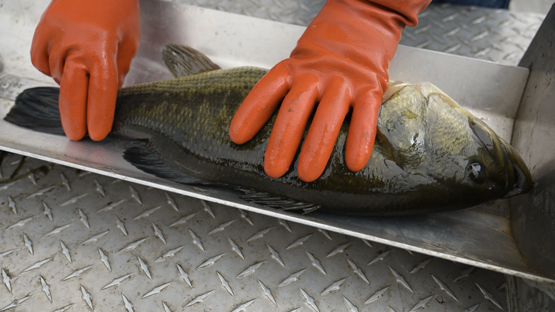 Measuring the length of a largemouth bass from the Chain Lakes