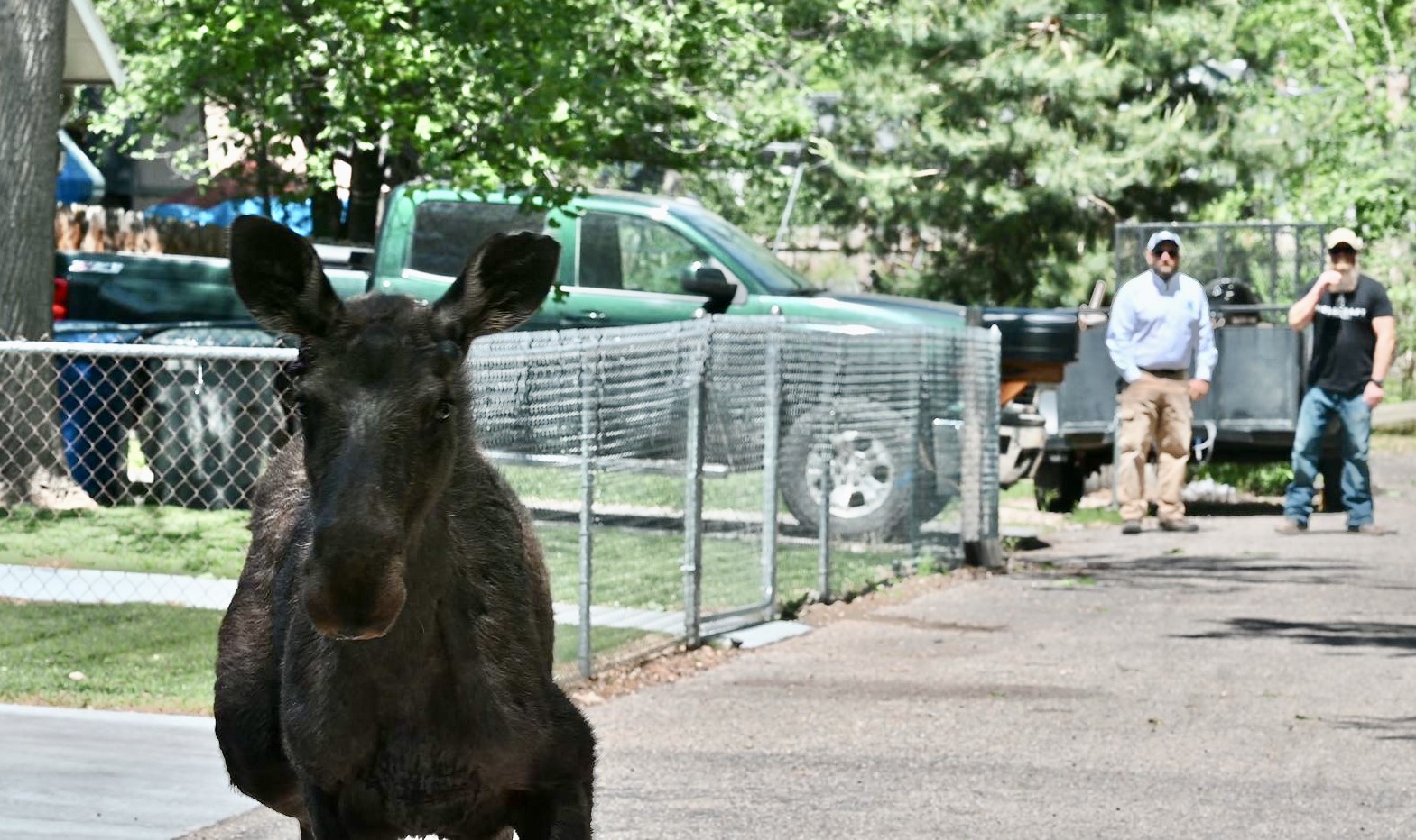 moose, Boise, June 22