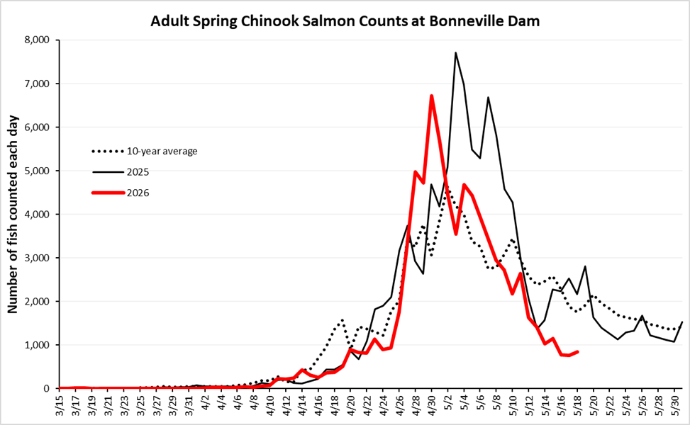 Chart: Adult spring Chinook salmon counts at Bonneville Dam