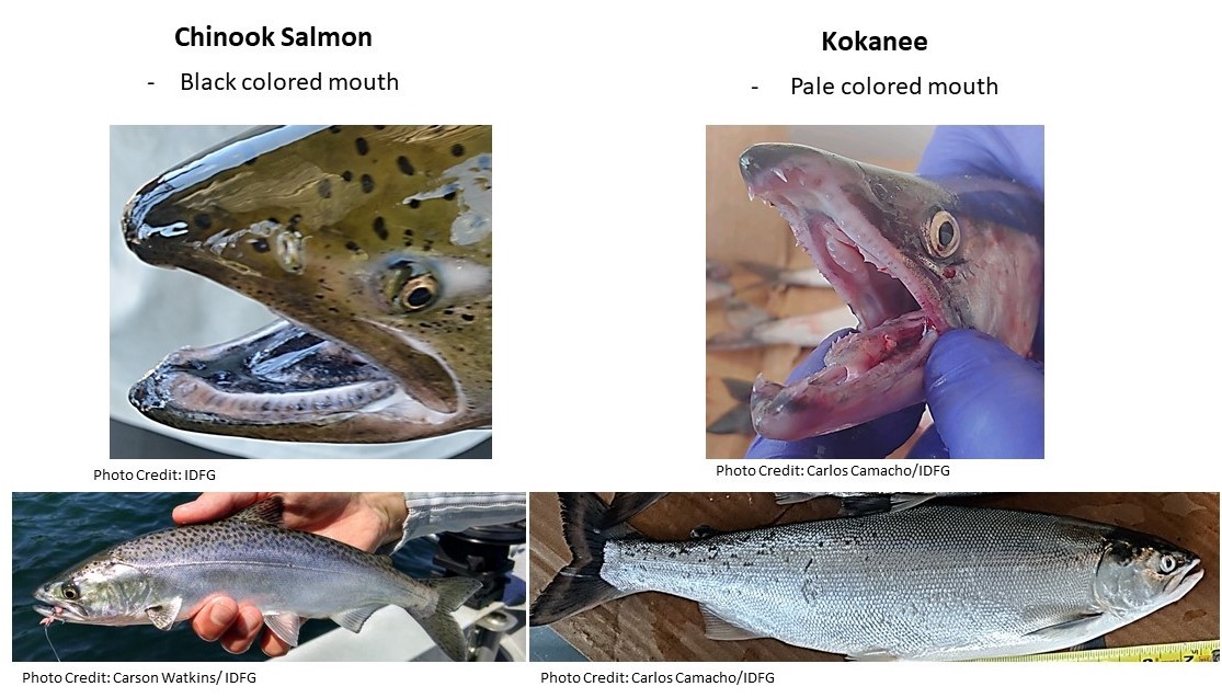 Coeur d'Alene Lake Chinook Salmon have strong spawning run