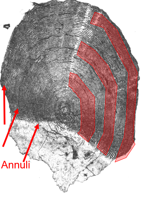 Anatomy of Adult Chinook Scale, Annuli Location