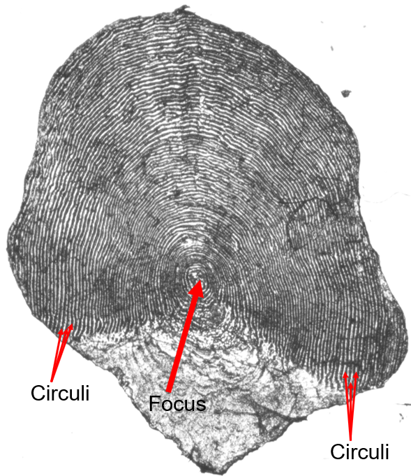 Anatomy of Adult Chinook Scale, Circuli and Focus Location