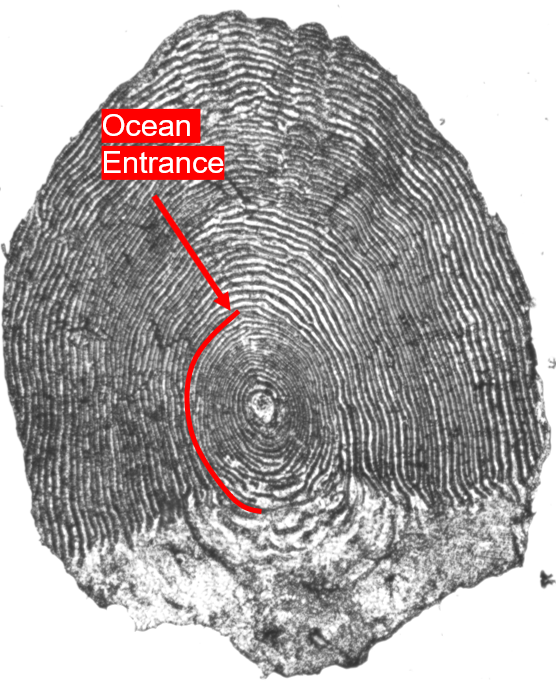 Anatomy of Adult Chinook Scale, Ocean Entrance Location