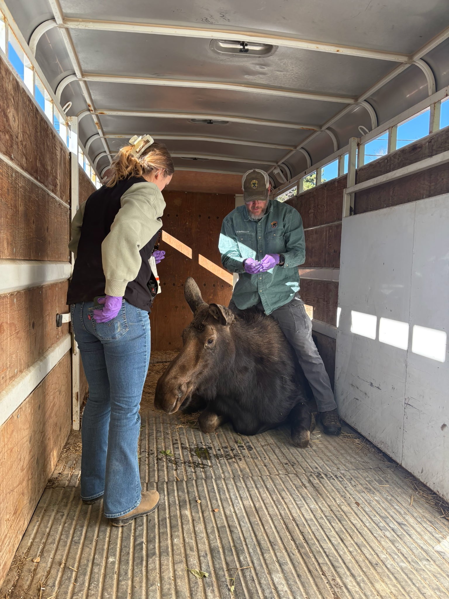 A woman and a man are standing inside a trailer with a tranquilized adult moose lying on the floorboards