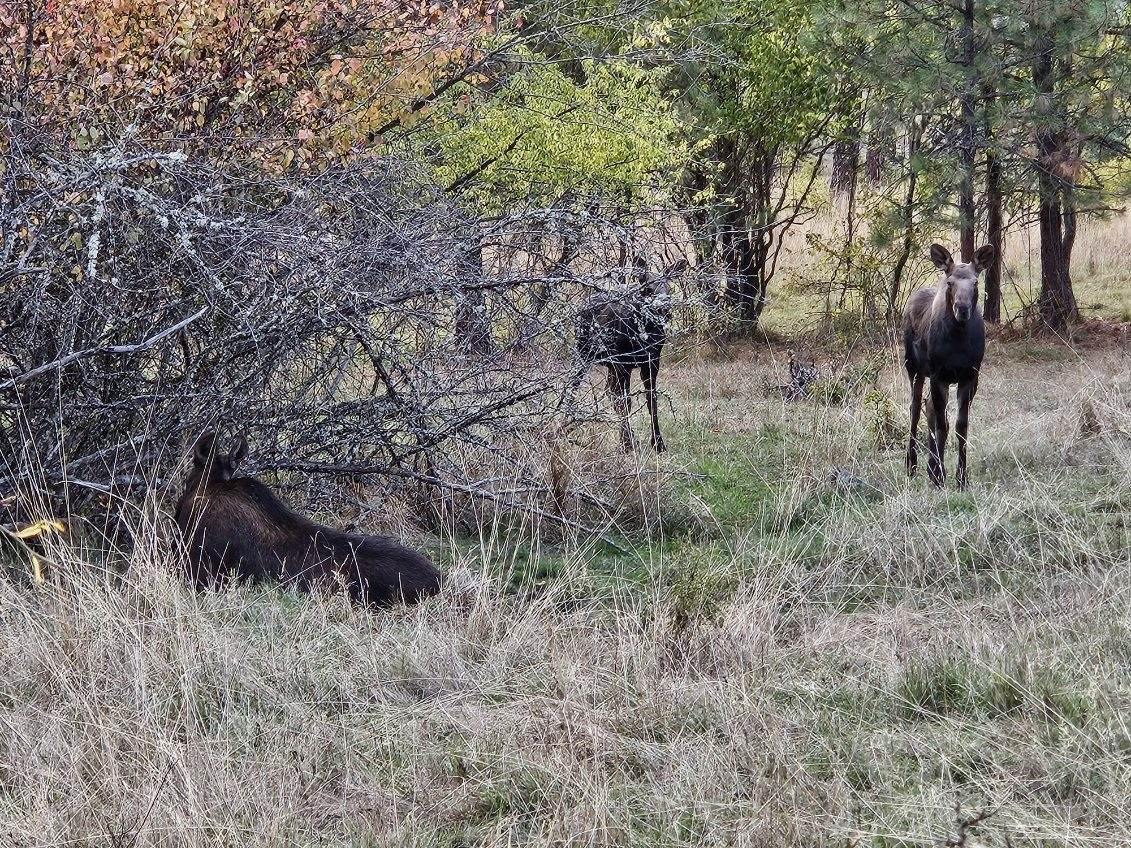 Clearwater moose case