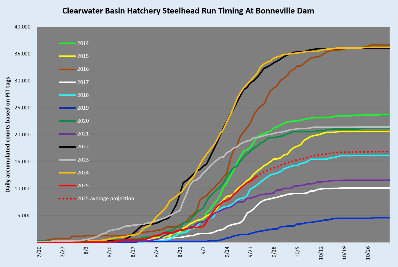 Run timing of Clearwater steelhead past Bonneville Dam