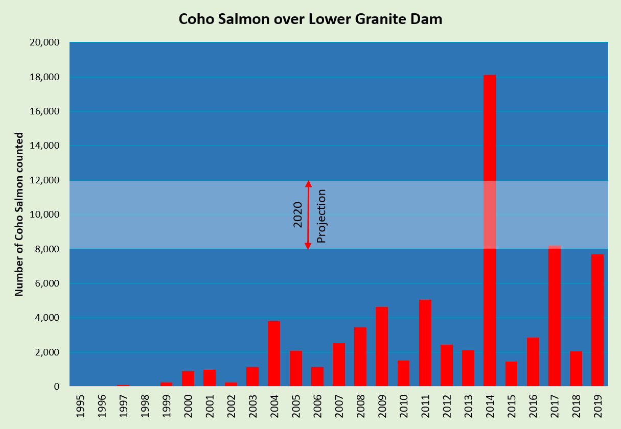 Coho Salmon are coming and run forecast looks better than expected