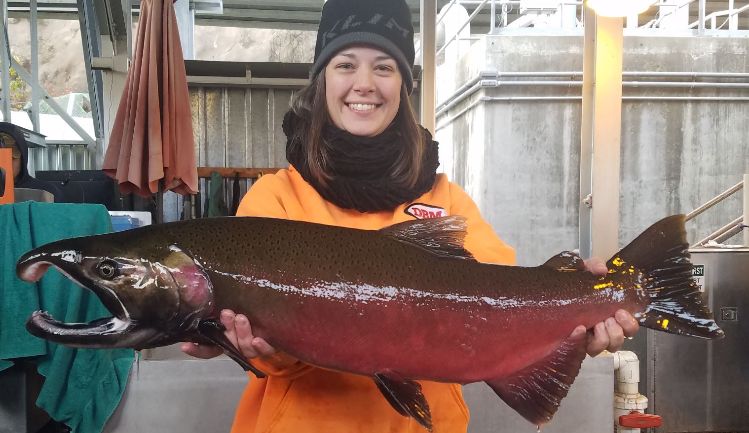 Coho Salmon are coming and run forecast looks better than expected