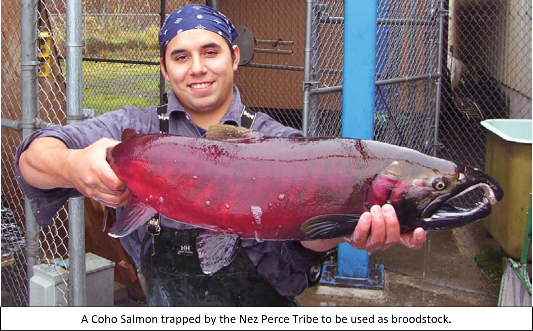 Coho Salmon Fishing  Idaho Fish and Game