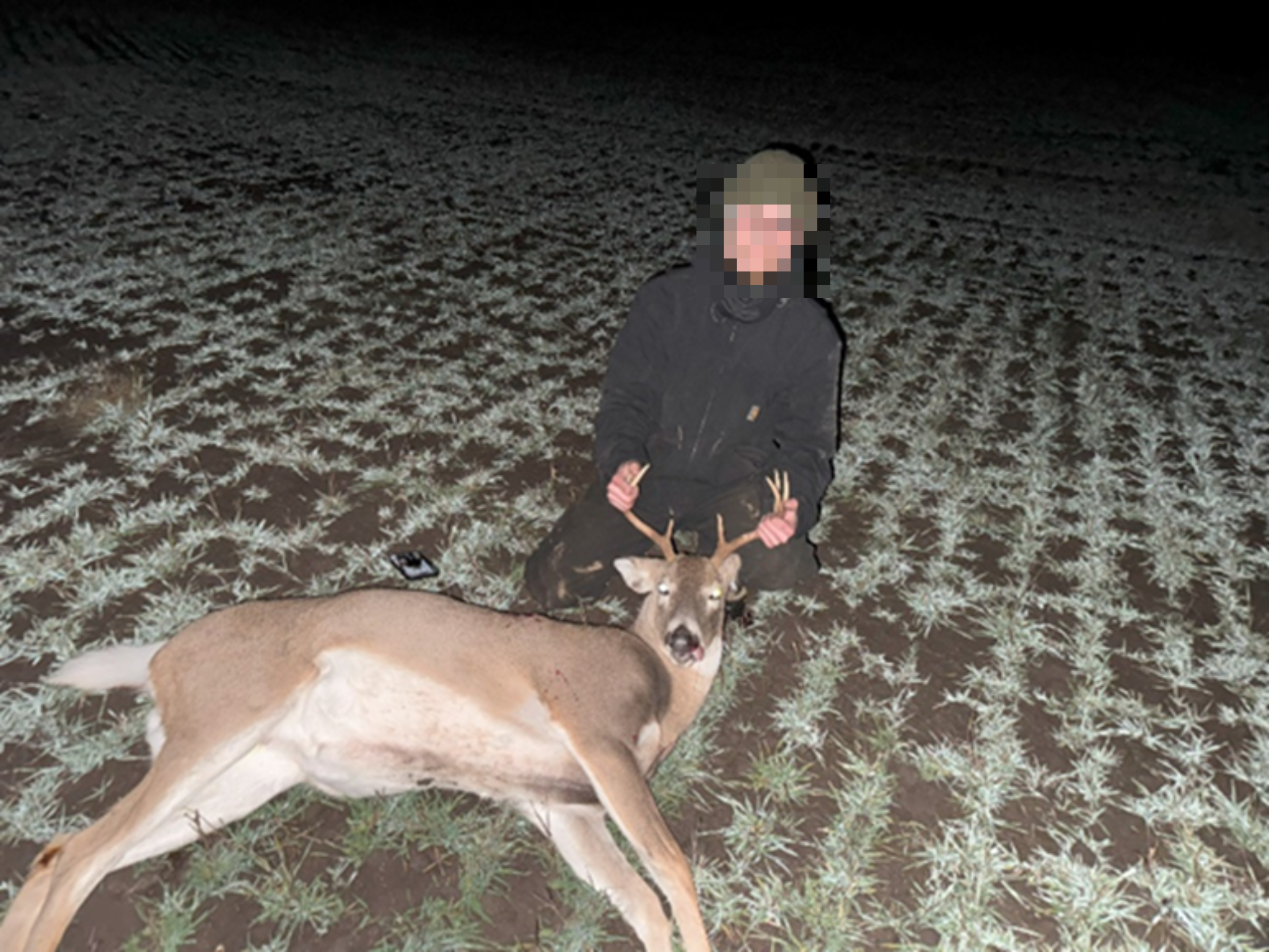 Unlawfully killed white-tailed deer buck in North Idaho