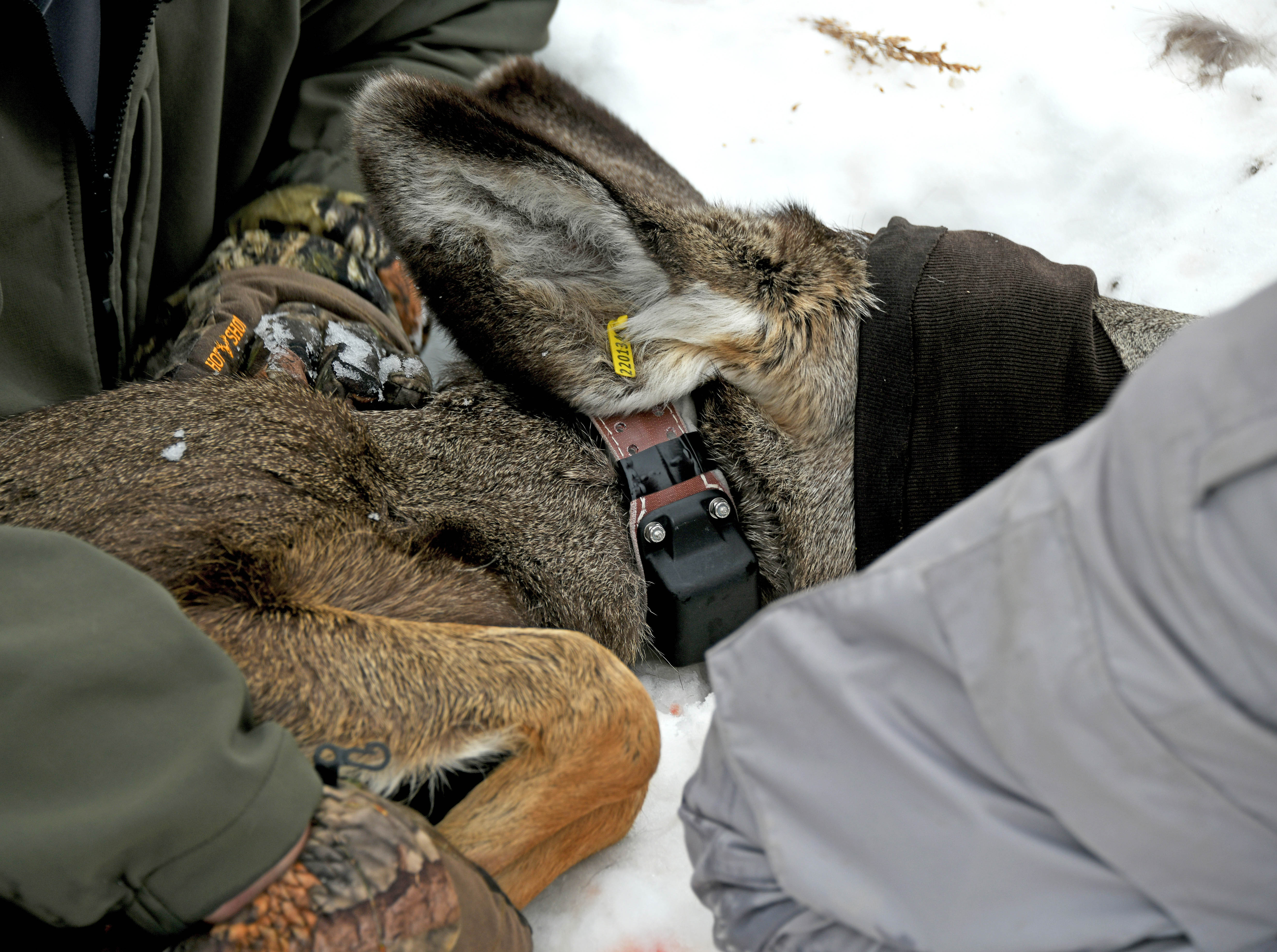 A mule deer fawn with a GPS collar and ear tag