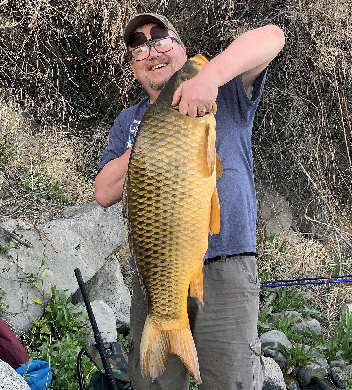 Common carp can grow to a very large size