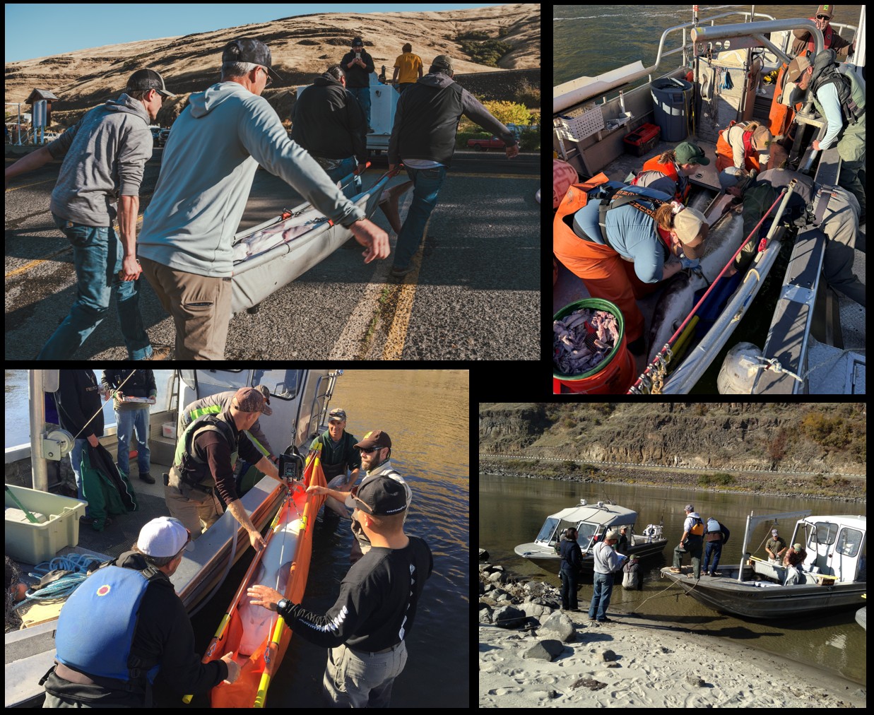 Collaborative work on white sturgeon