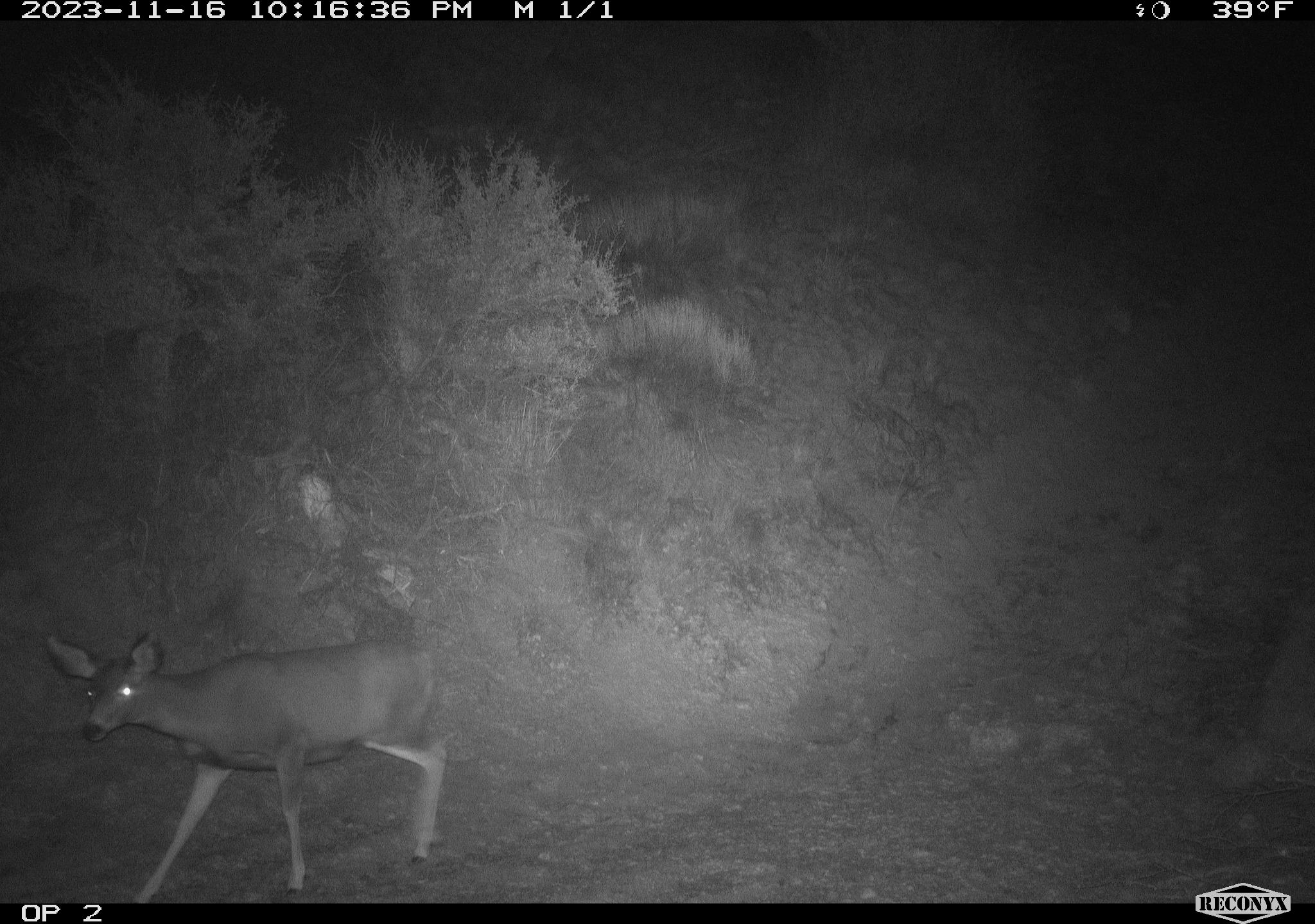 Deer crossing the Highway 21 overpass.