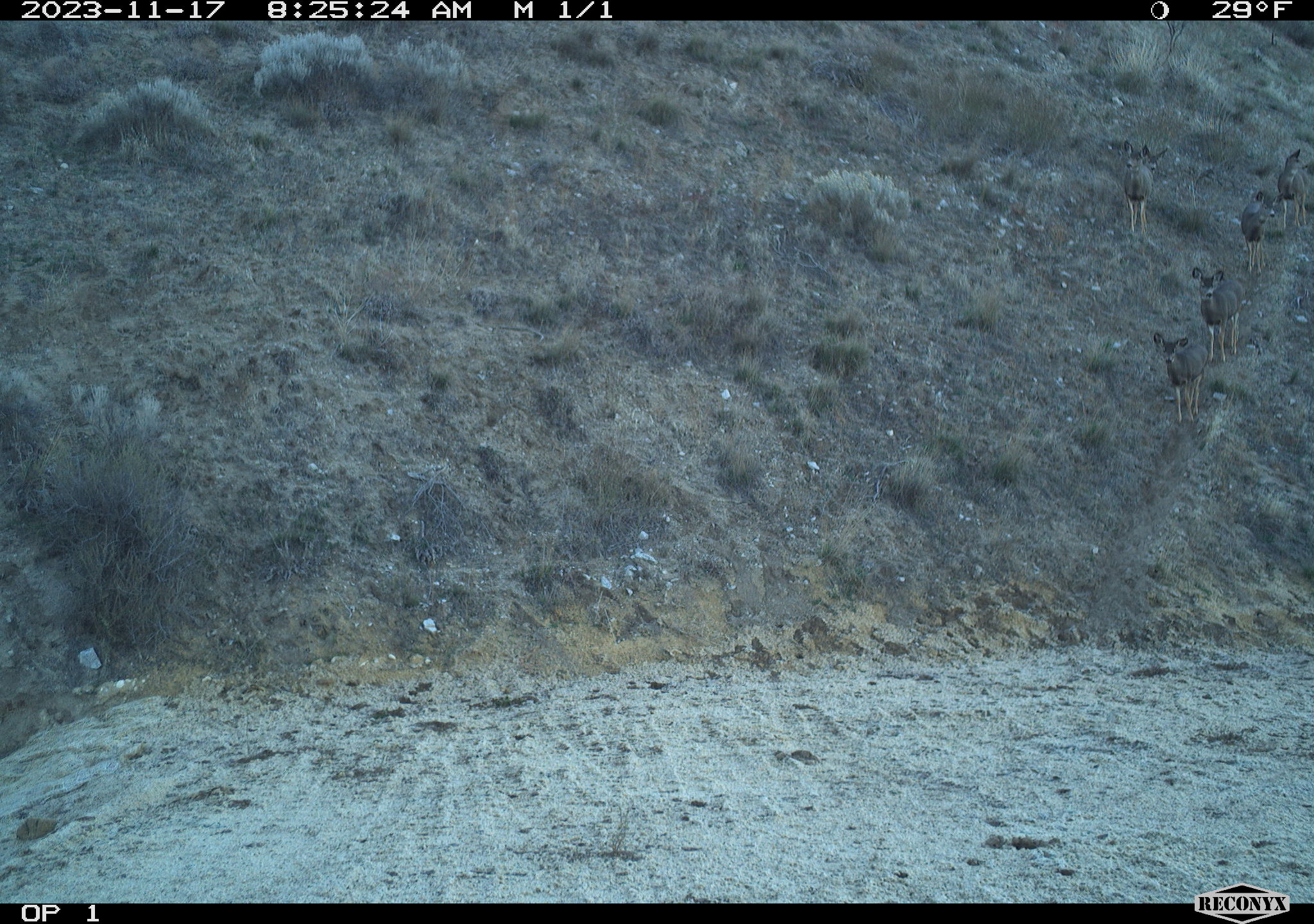 Deer crossing the Highway 21 overpass.