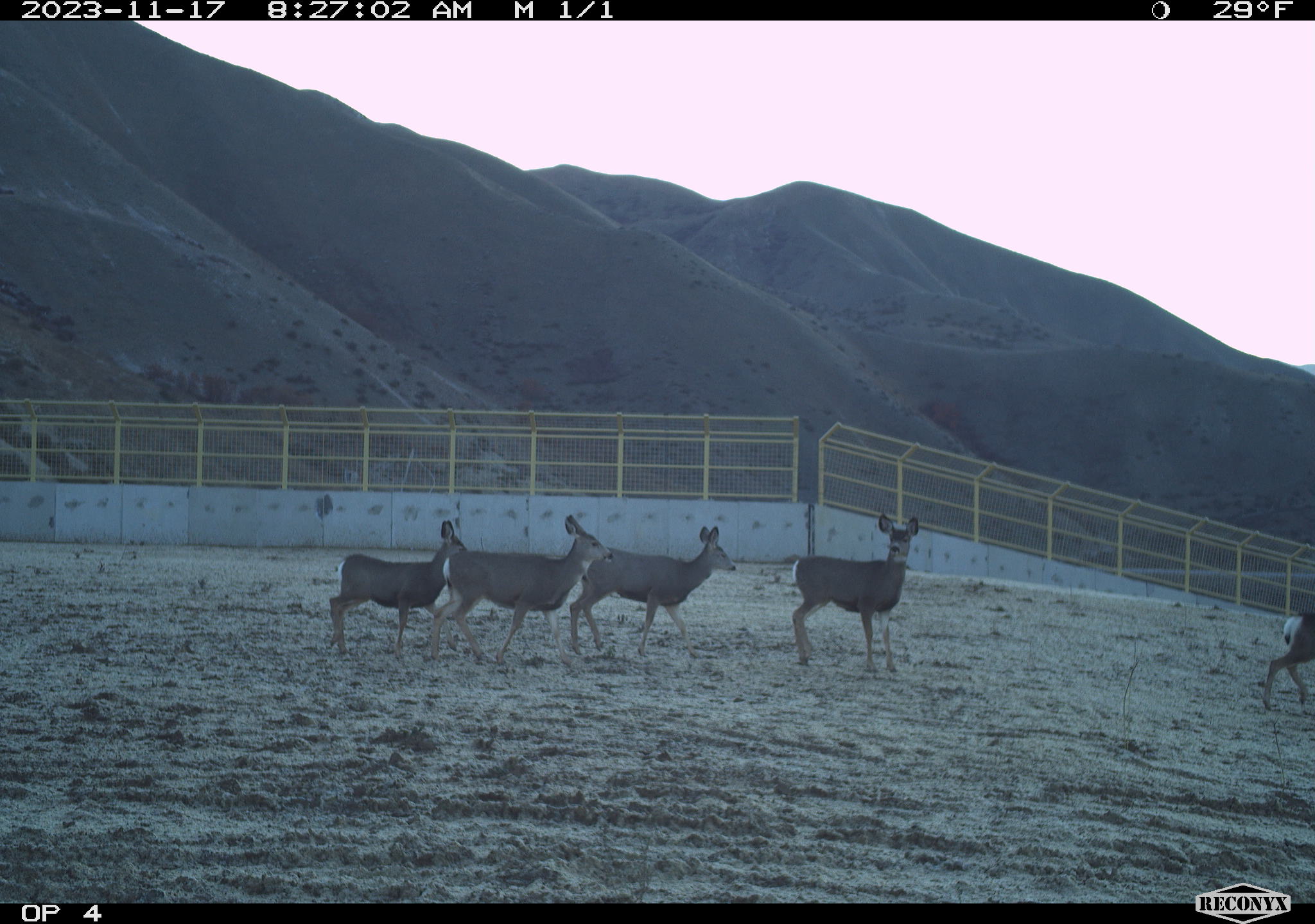 Deer crossing the Highway 21 overpass.