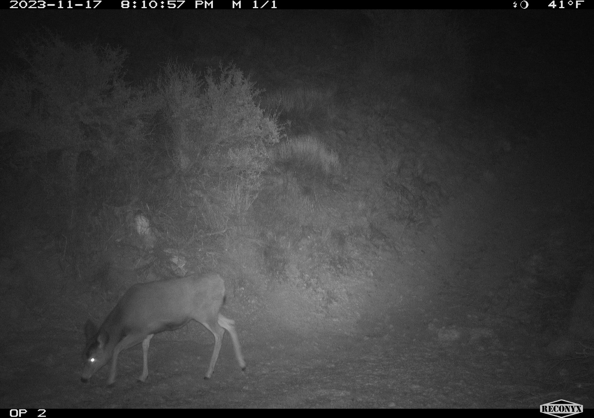 Deer crossing the Highway 21 overpass.