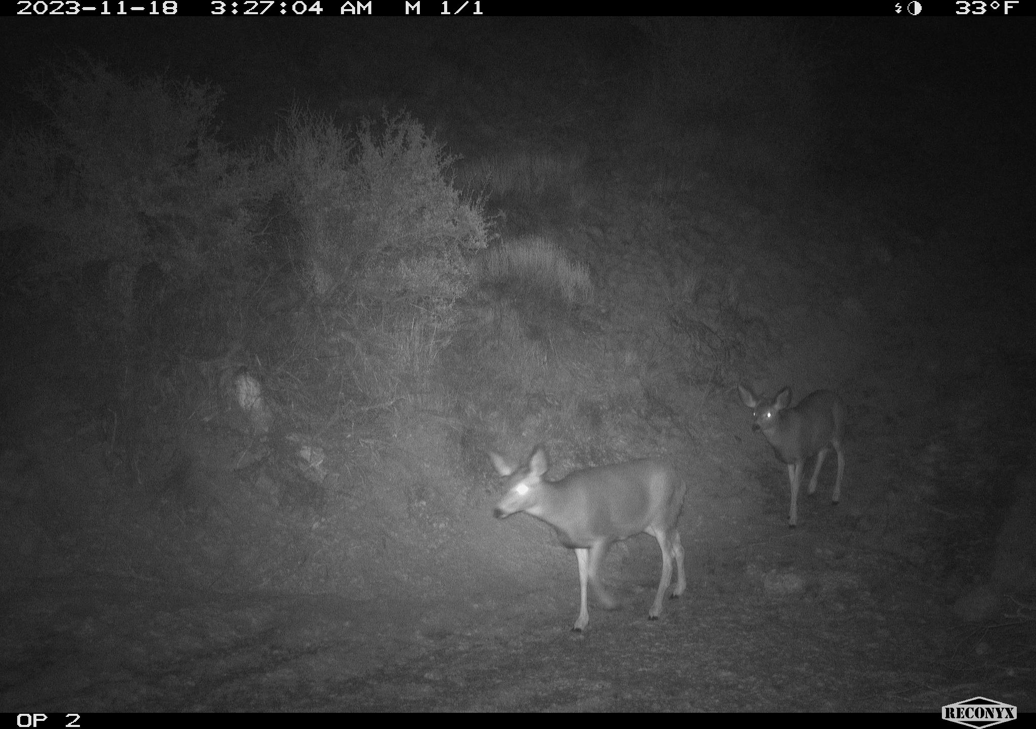 Deer crossing the Highway 21 overpass.