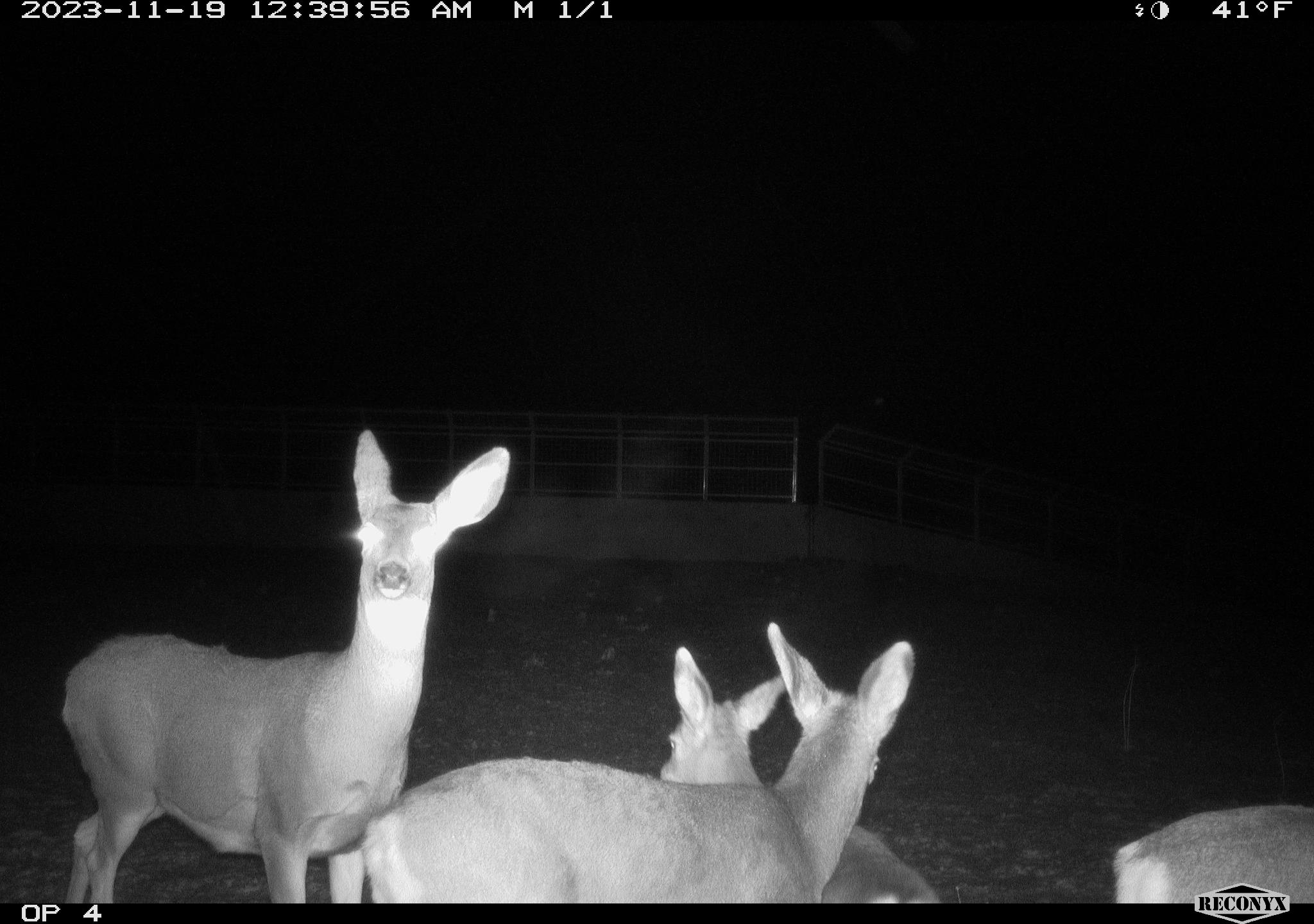 Deer crossing the Highway 21 overpass.