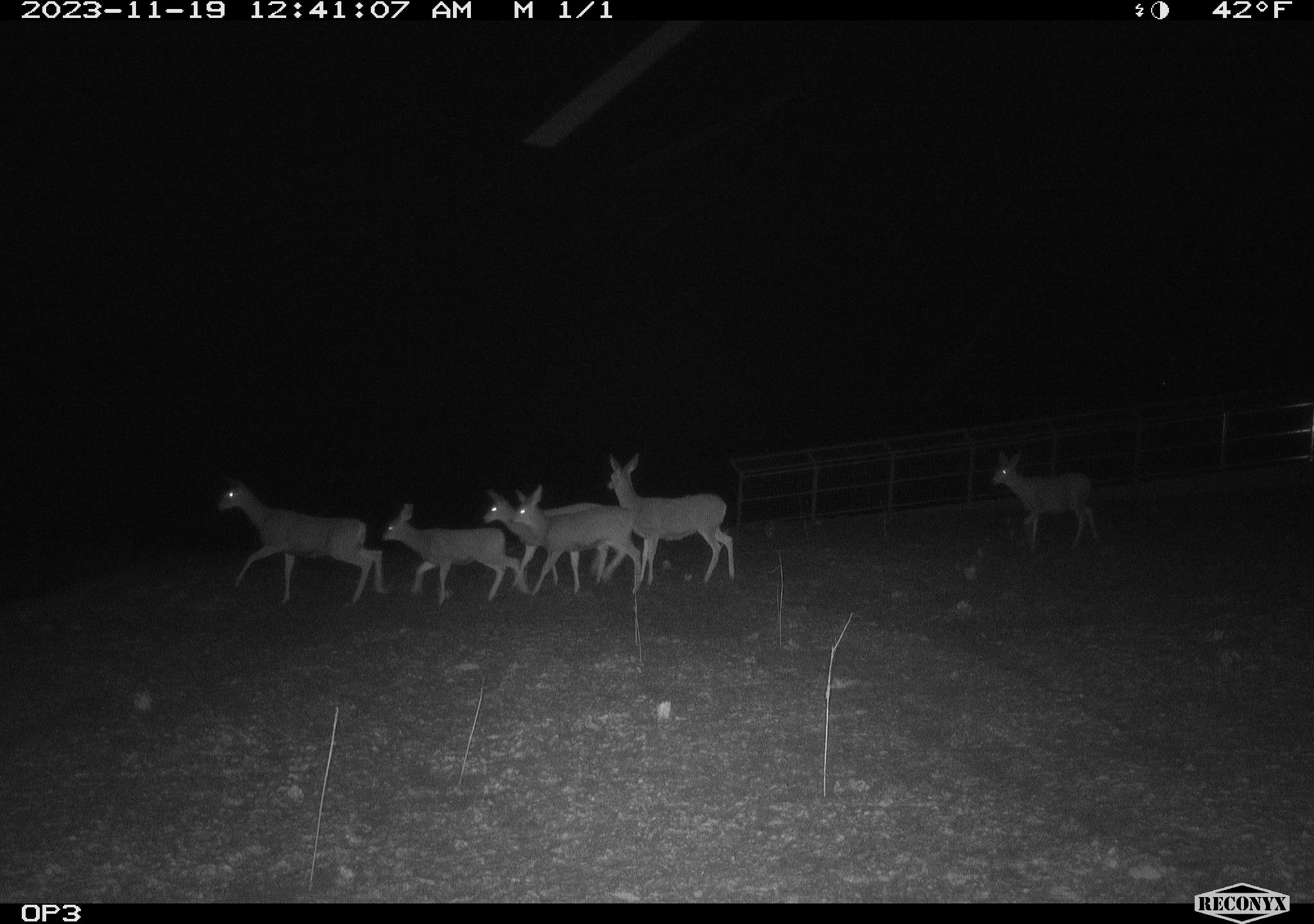 Deer crossing the Highway 21 overpass.