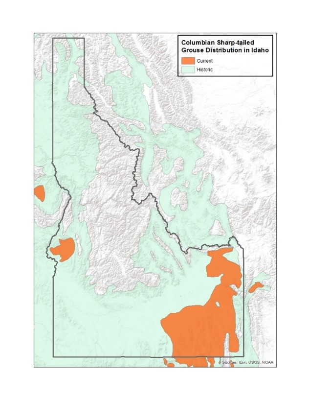 Distribution map of Idaho sharp-tailed grouse