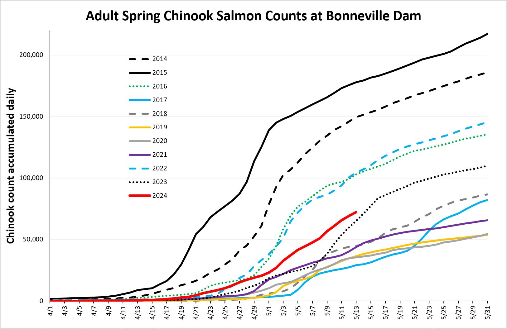 Cumulative chinook counts at Bonneville 5-14-24