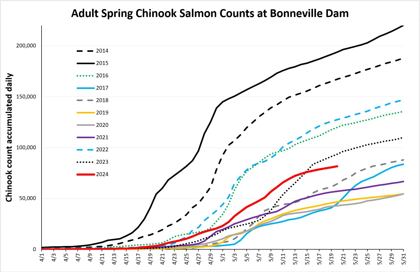 Cumulative chinook counts at Bonneville 5-21-24