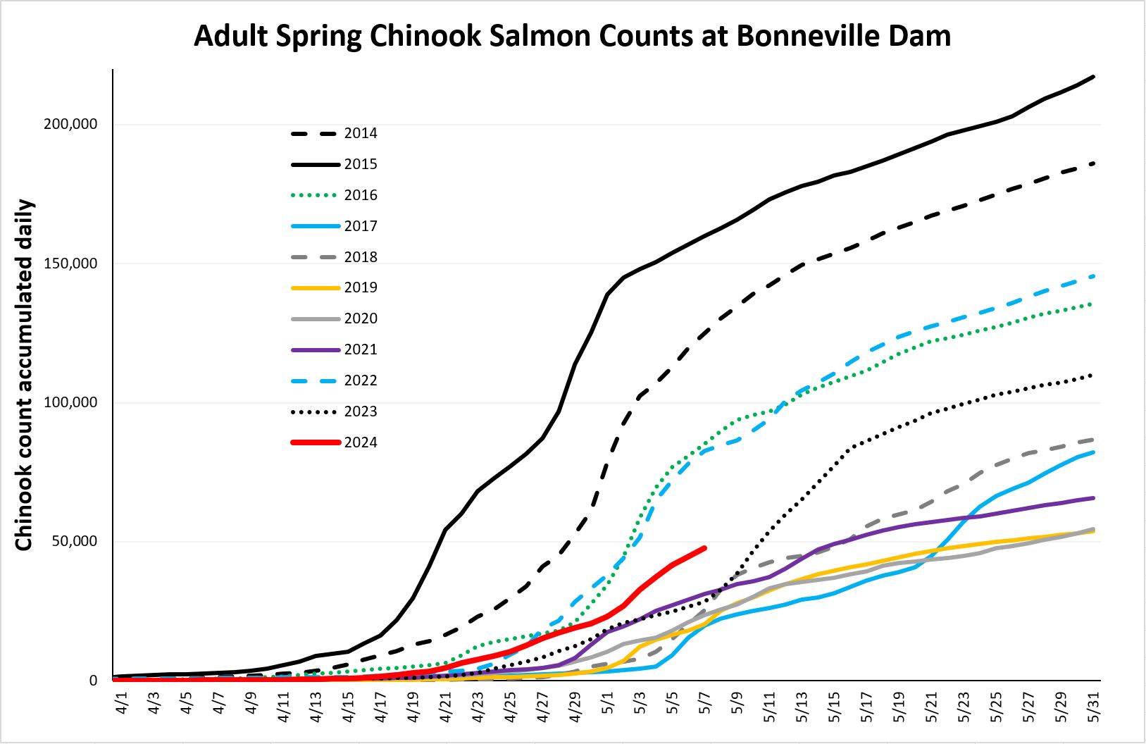 Cumulative chinook counts at Bonneville 5-8-24