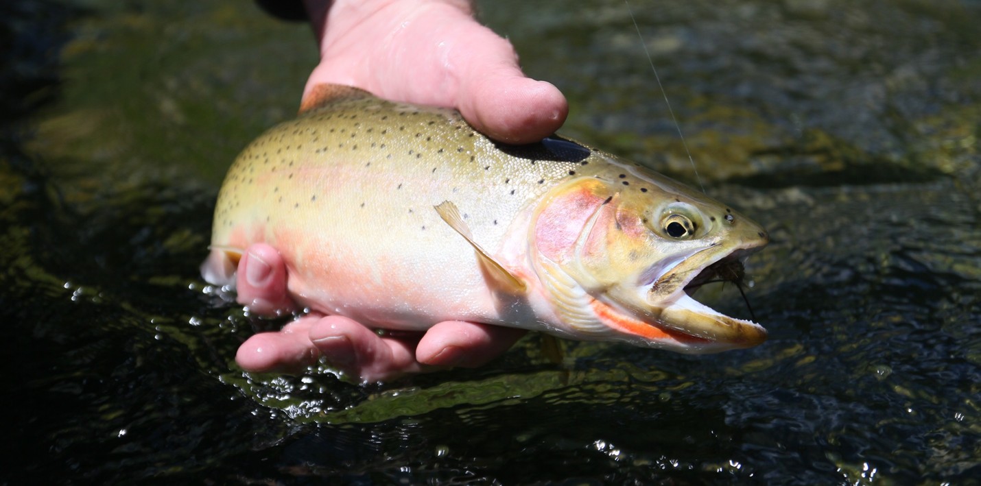 Cutthroat trout