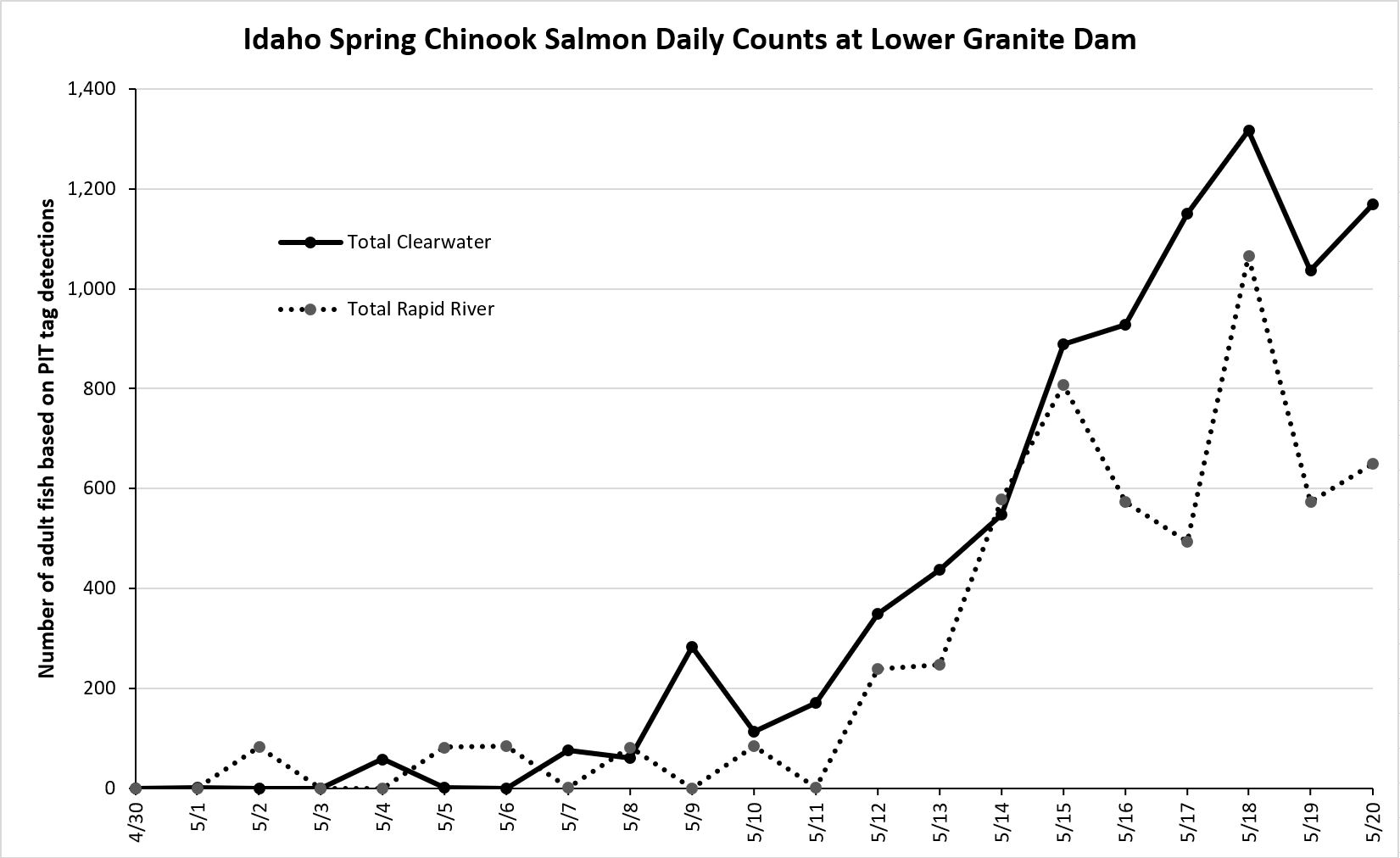 Daily Chinook Salmon counts at Lower Granite Dam based on PIT tags 5-21-24