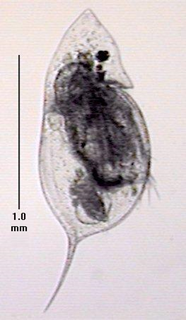 Daphnia
