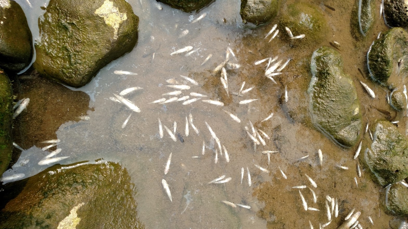 Dead fish in the Potlatch