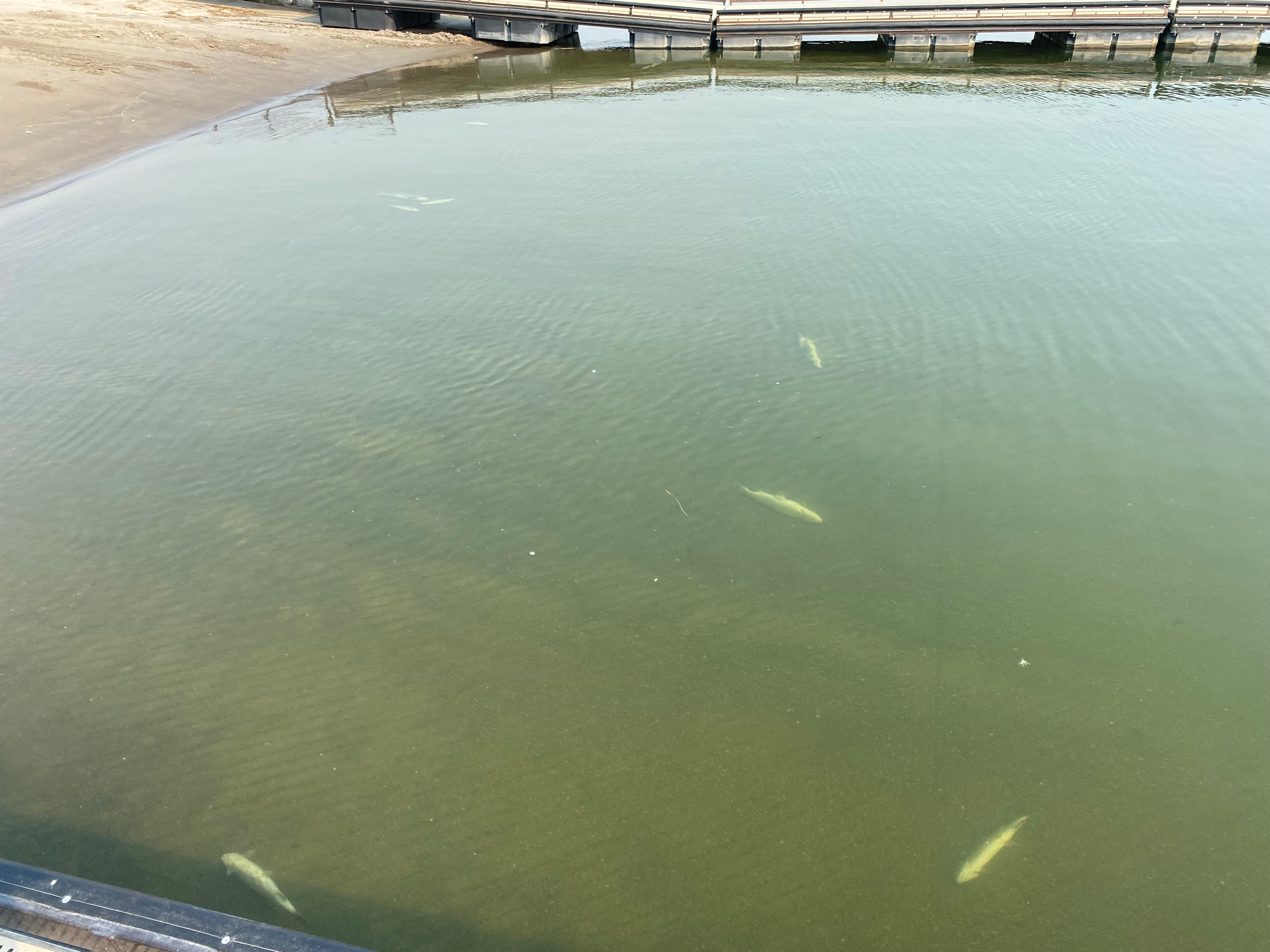 Dead rainbow trout in a body of water near docks.