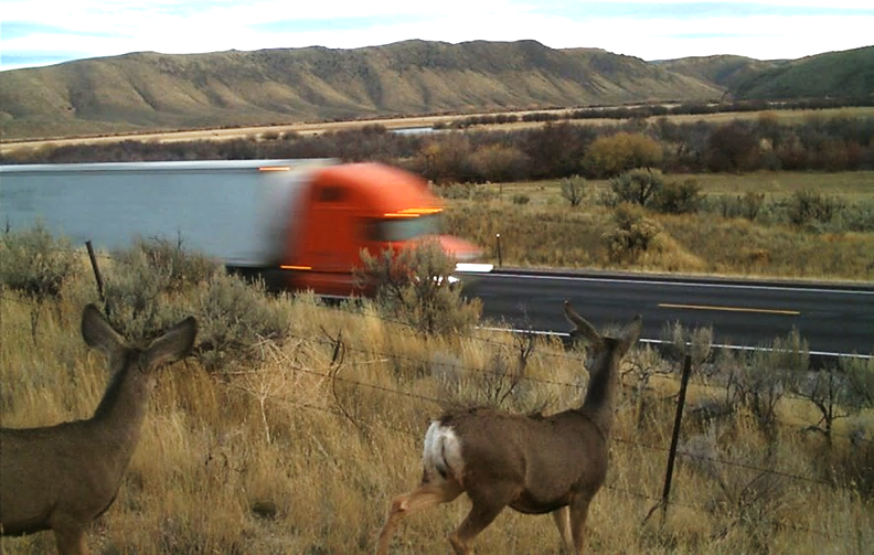 Two mule deer standing in yellow-colored grasses next to a busy highway.  A semi truck is pictured in background on the highway.