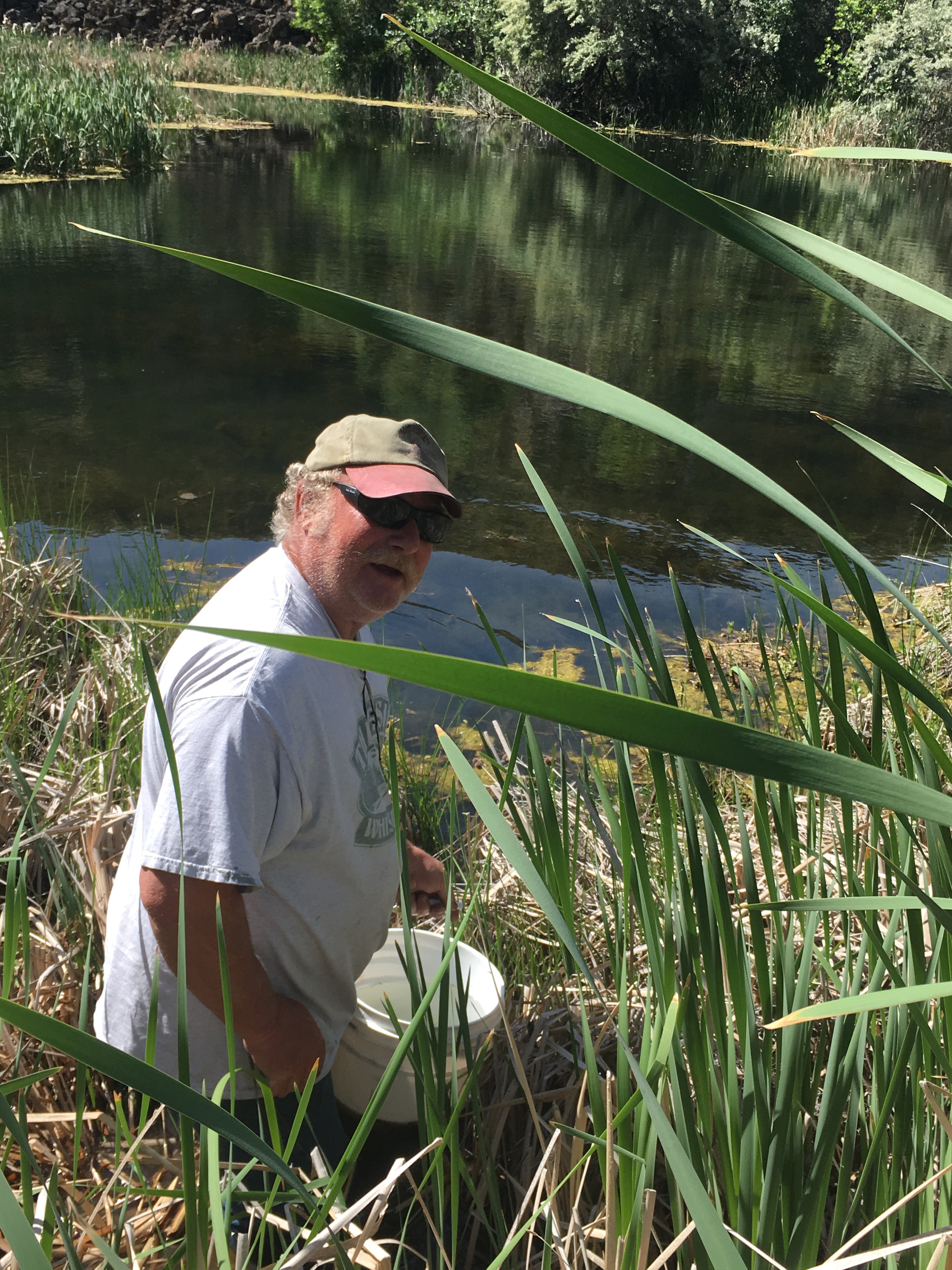 Bluegill Transplant