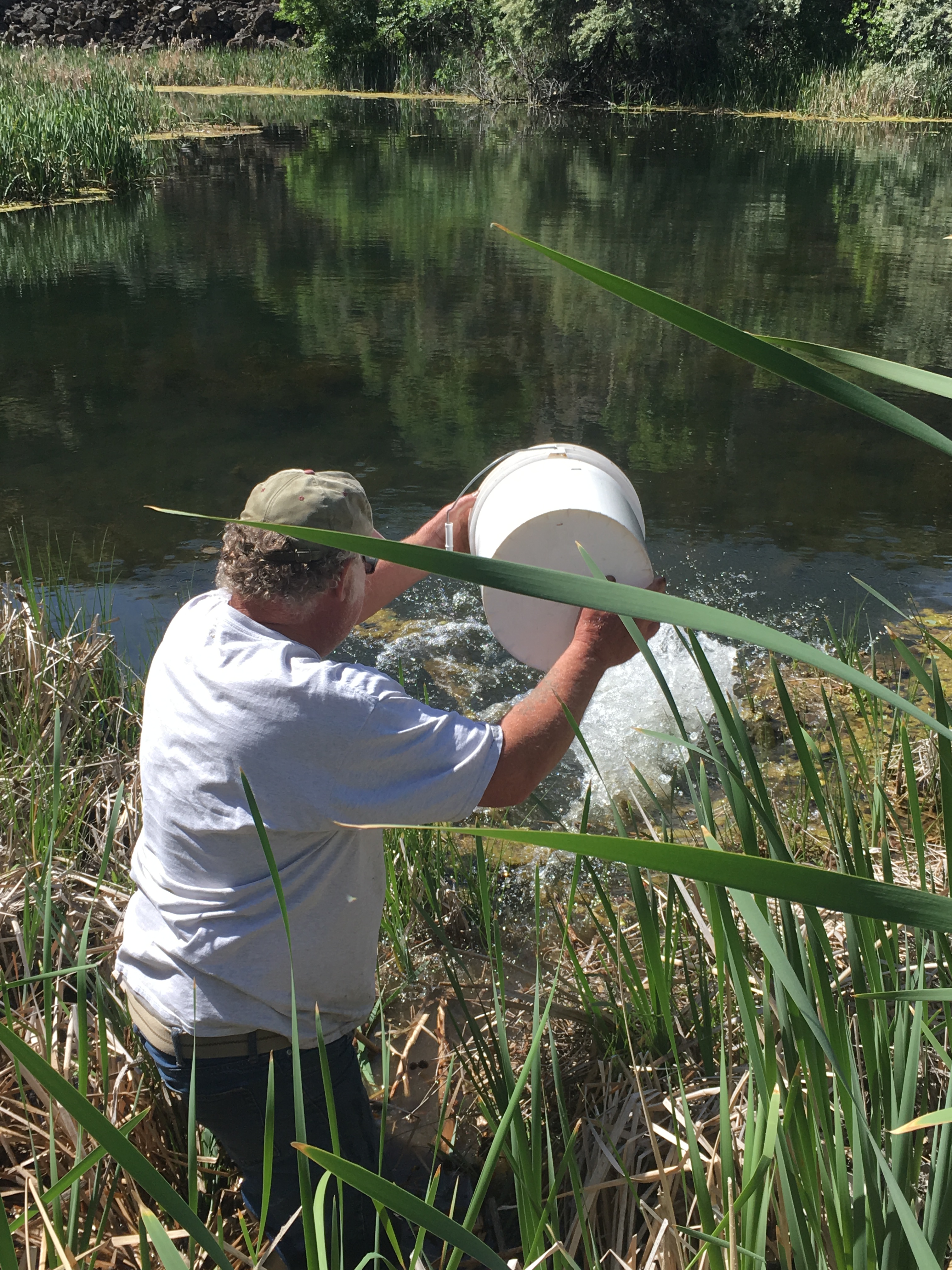 Bluegill Transplant