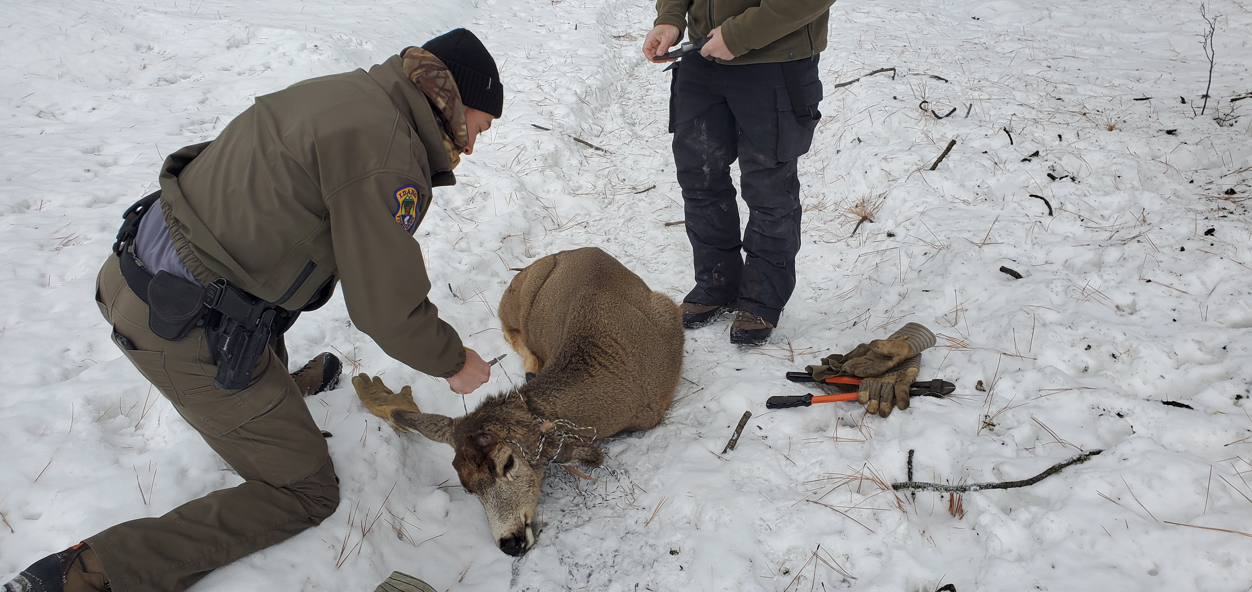 Fish and Game staff disentangle a buck from rope in 2022