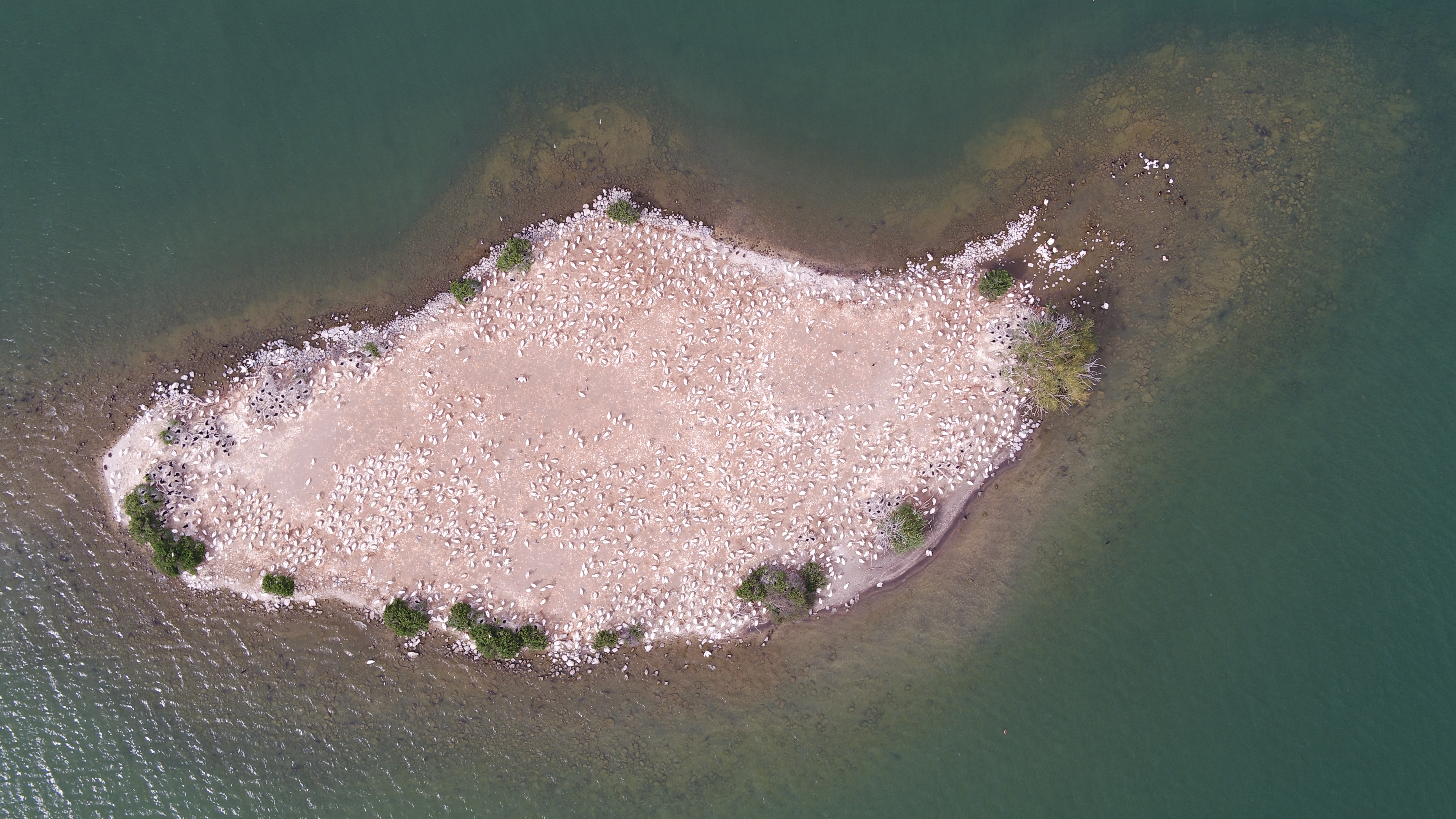 Aerial counts of pelicans