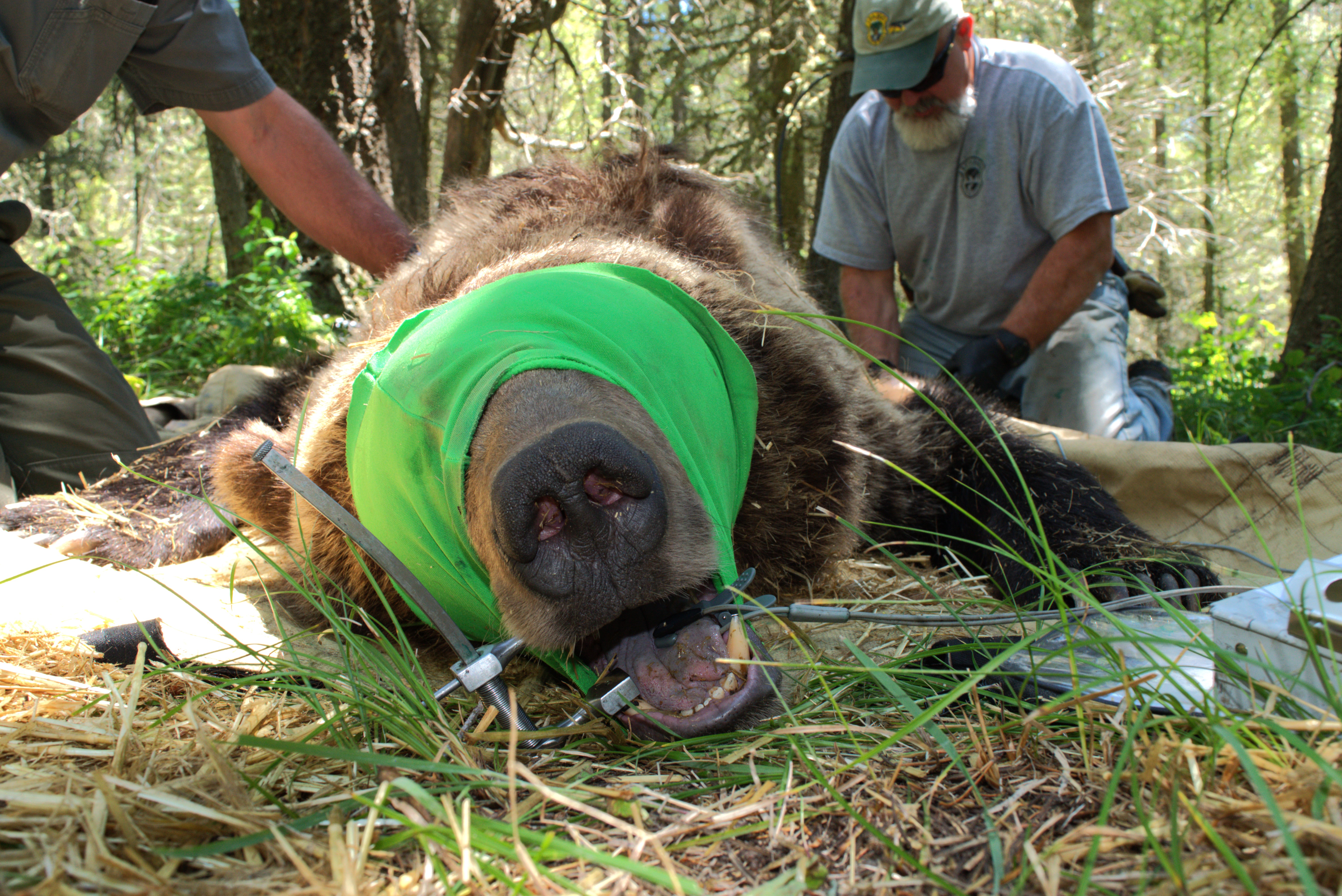 Sedated grizzly bear with its mouth open prior to being fitted with a GPS collar 
