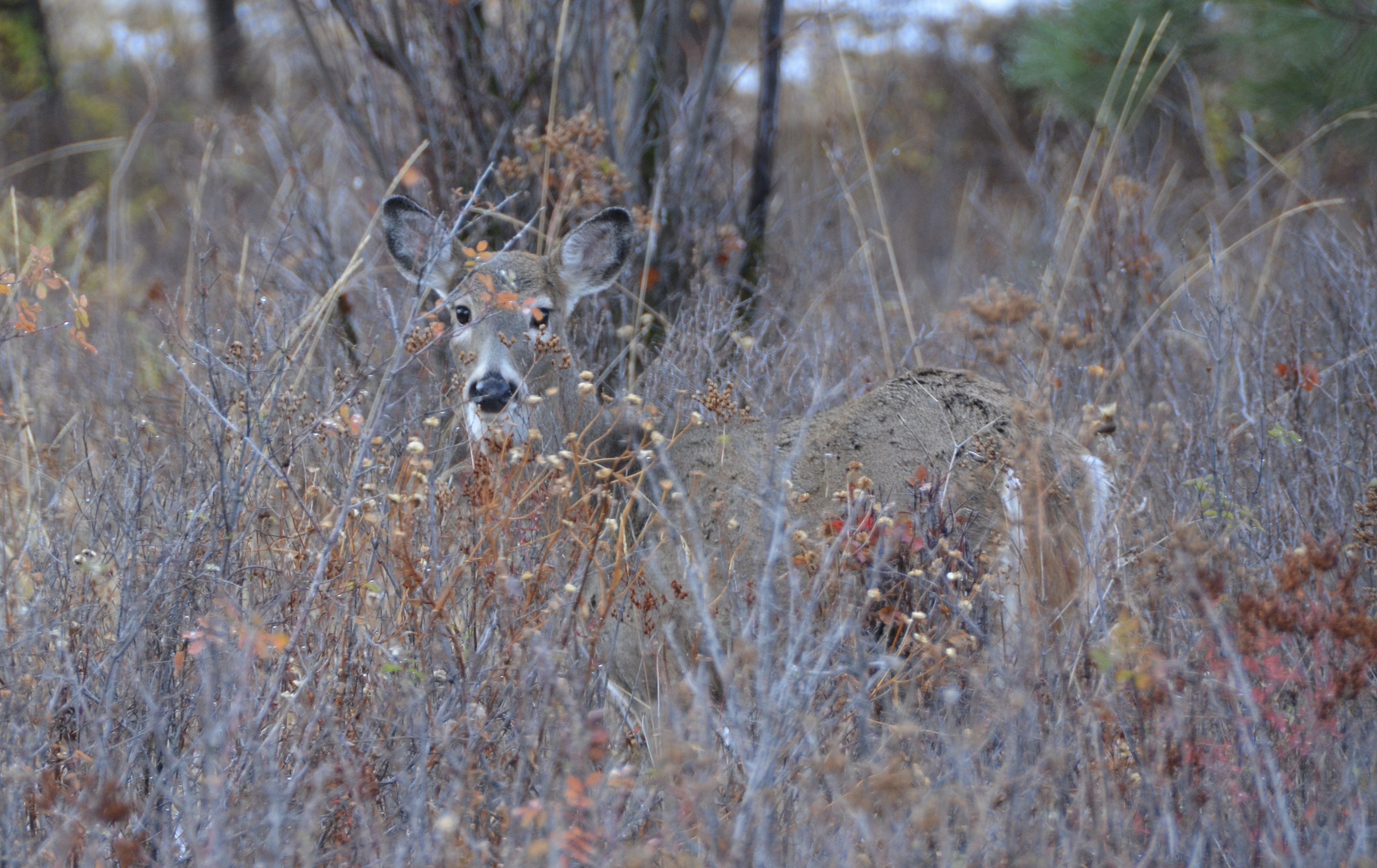 whitetail, white-tailed deer, Clearwater Region