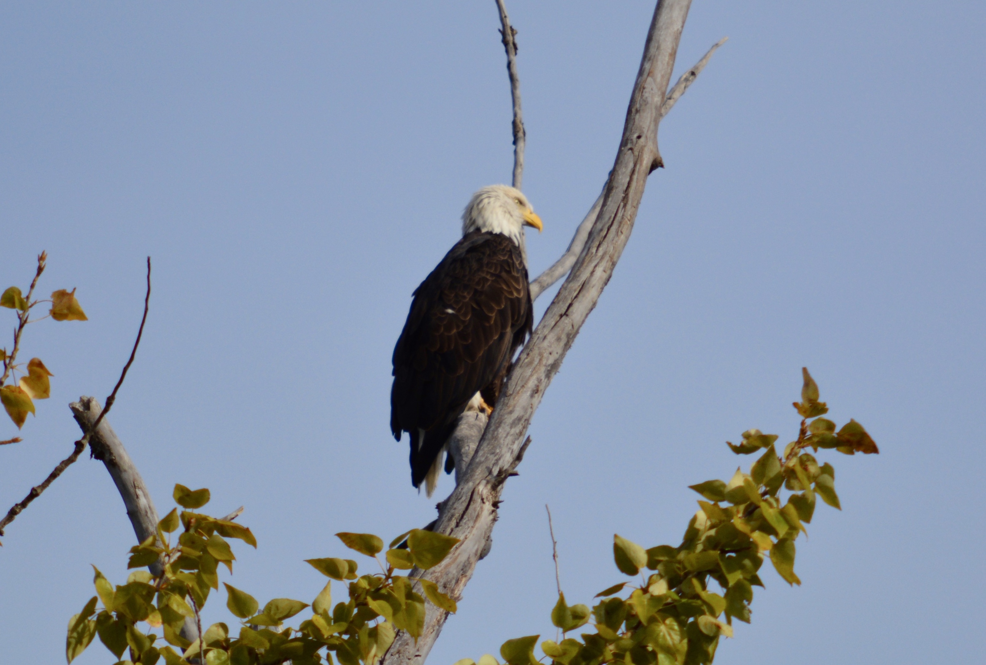 Bald Eagle, Panhandle