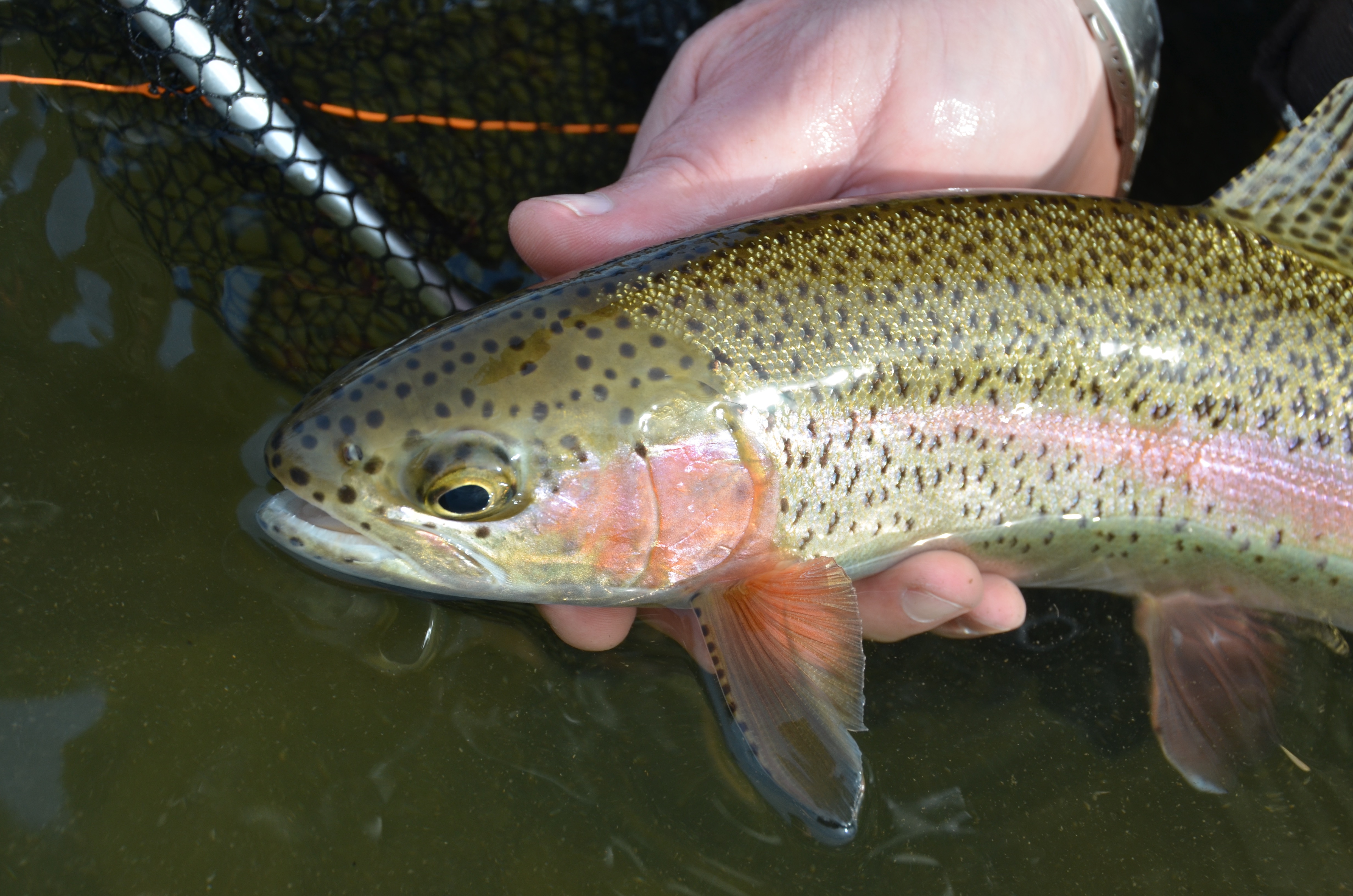 Idaho Fish and Game asks anglers to help with trout fin clip project on the  Snake River